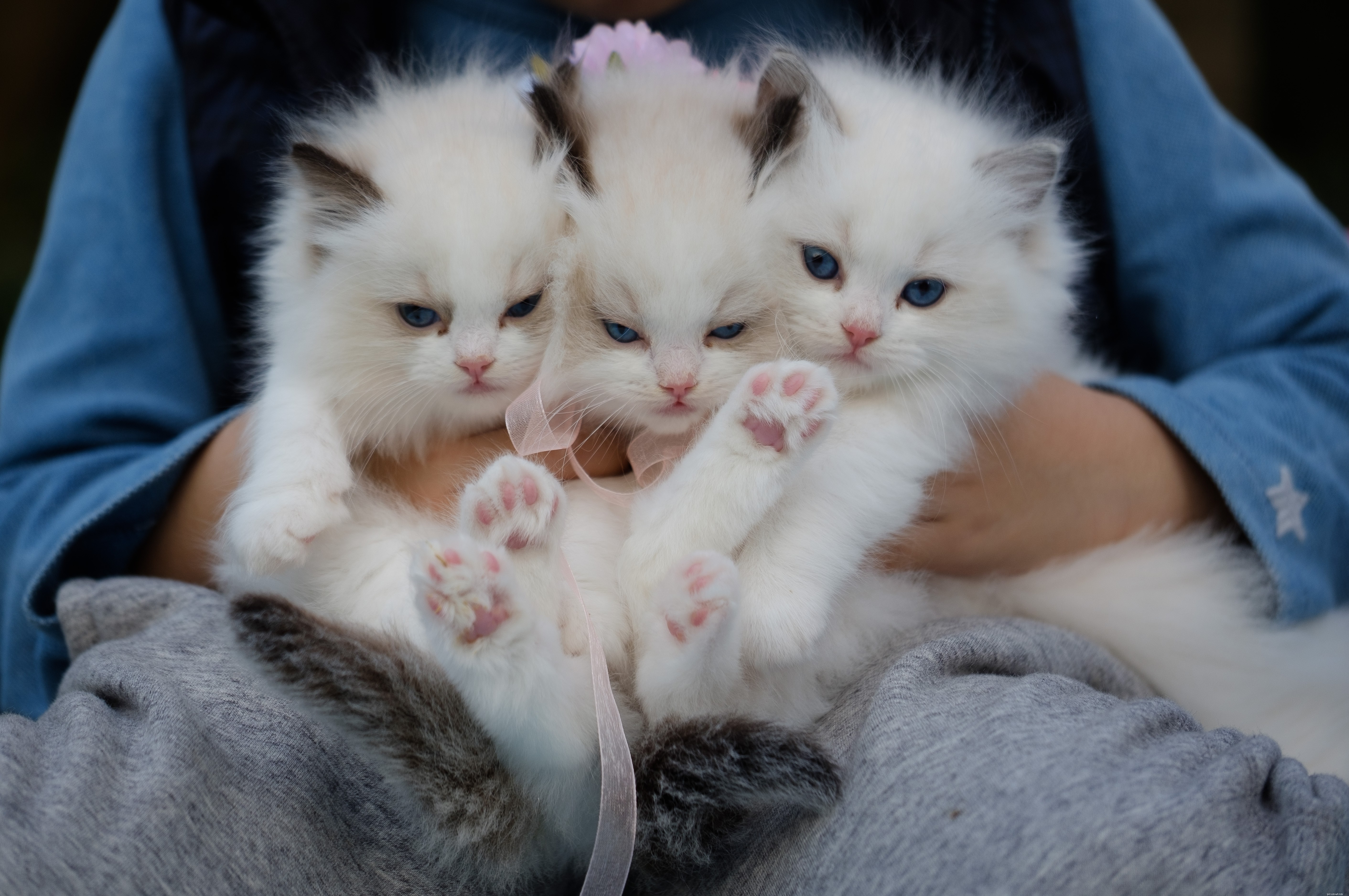 Understanding Feline Coronavirus, Immunodeficiency, and Leukemia: Causes, Symptoms, and Prevention