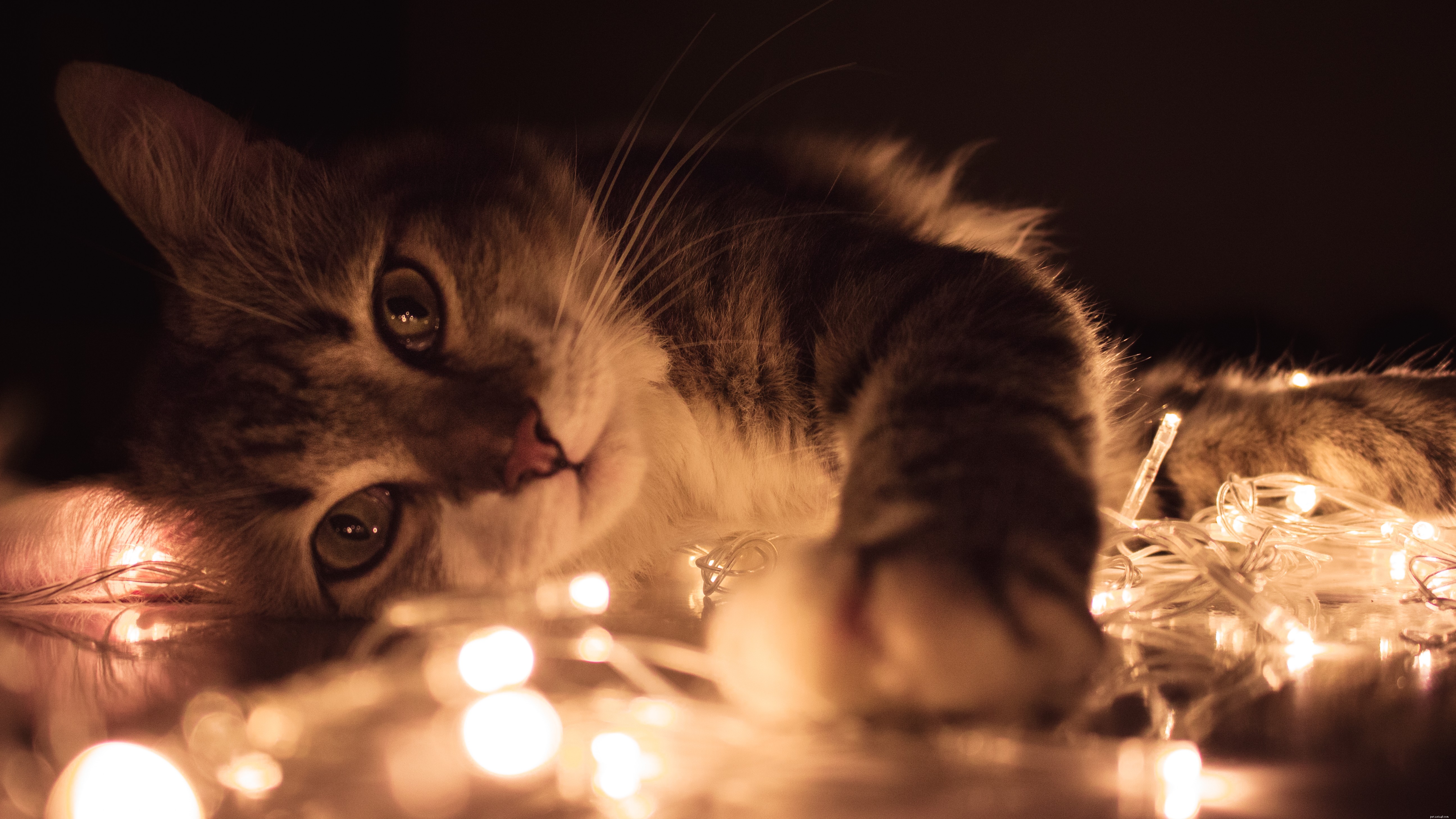 Understanding Feline Coronavirus, Immunodeficiency, and Leukemia: Causes, Symptoms, and Prevention