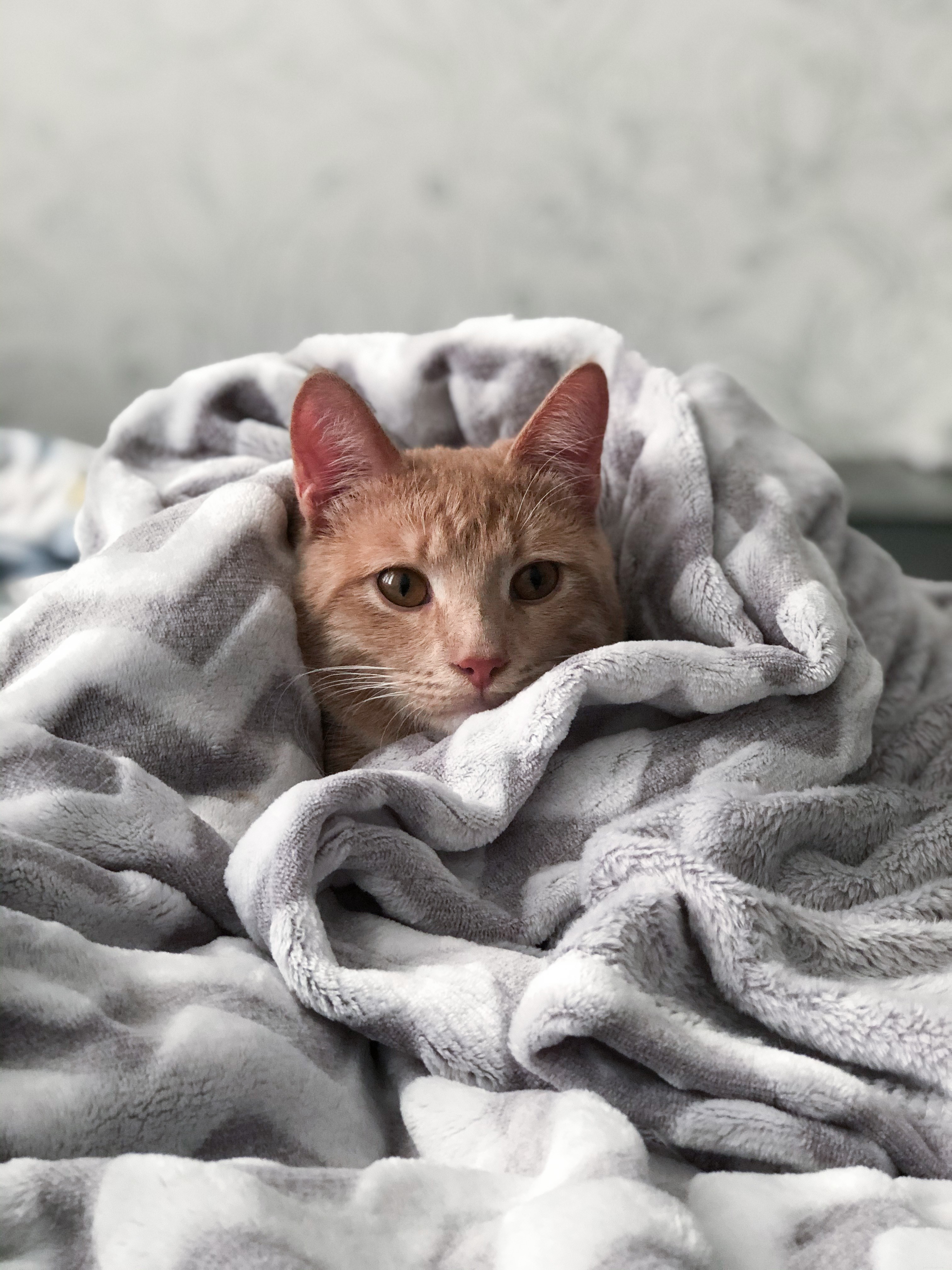 Feline Panleucopenia: Causes, Symptoms, and Vaccination Strategies