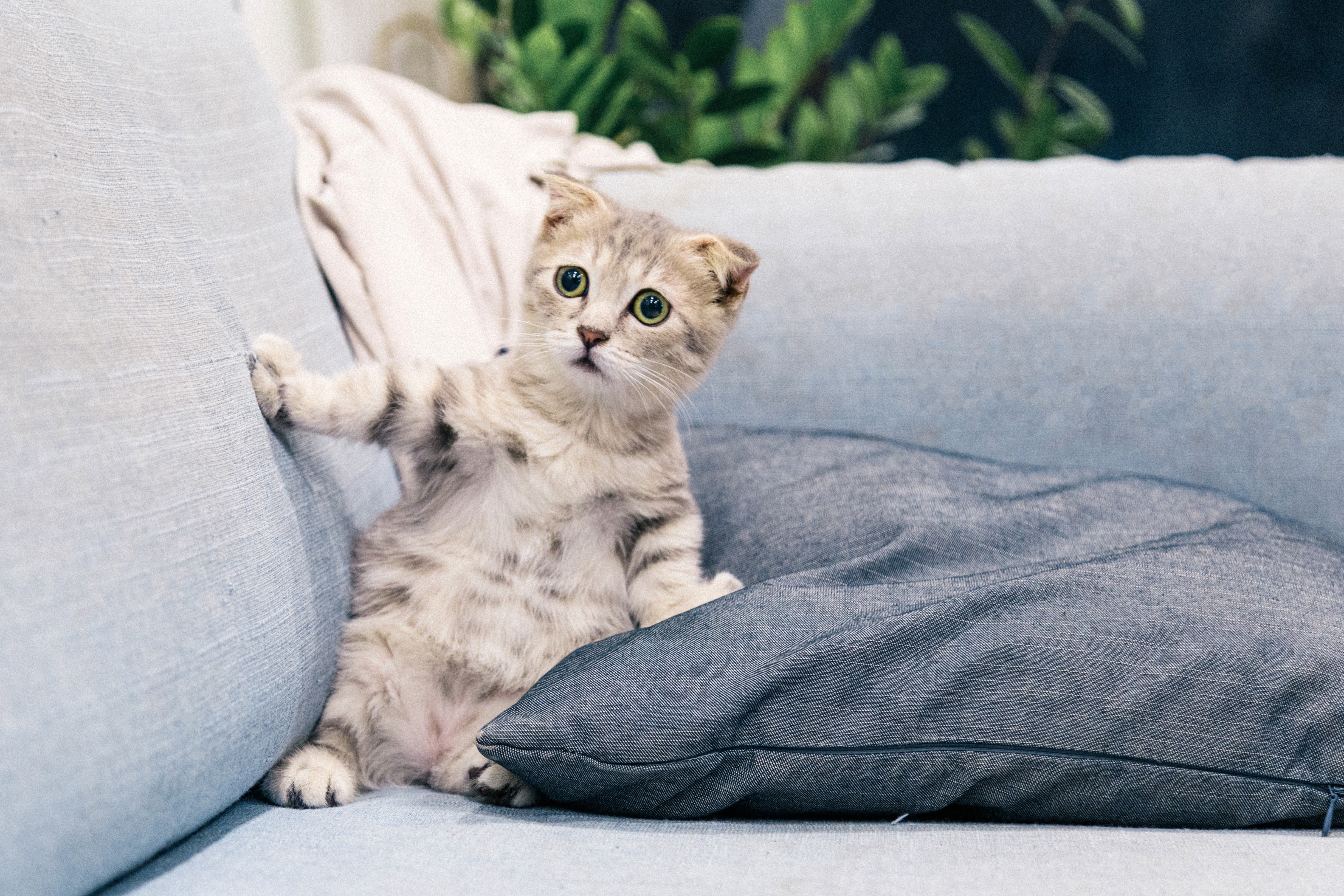 Feline Panleucopenia: Causes, Symptoms, and Vaccination Strategies