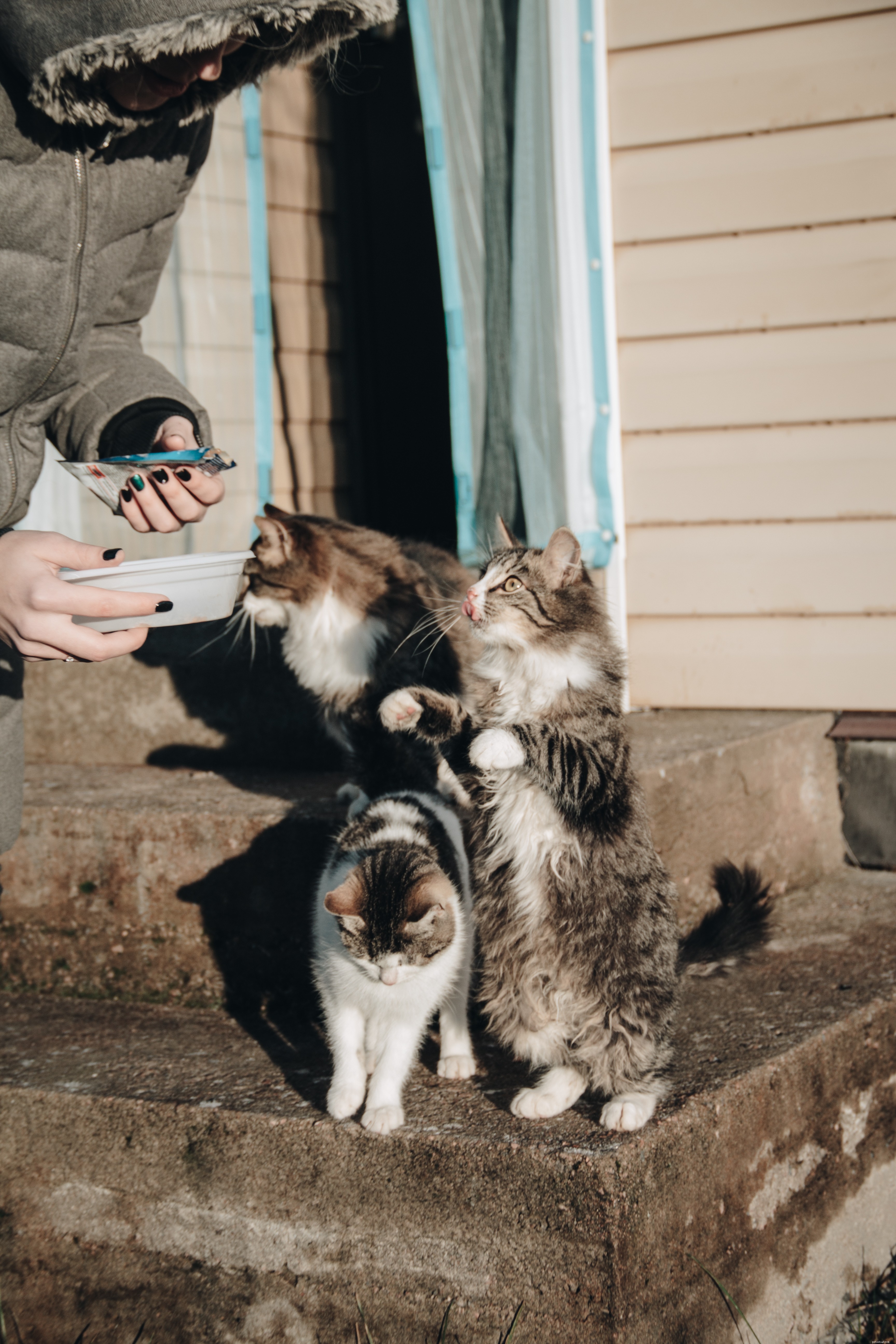 Essential Guide to Cat Care: Tips for Healthy, Happy Felines