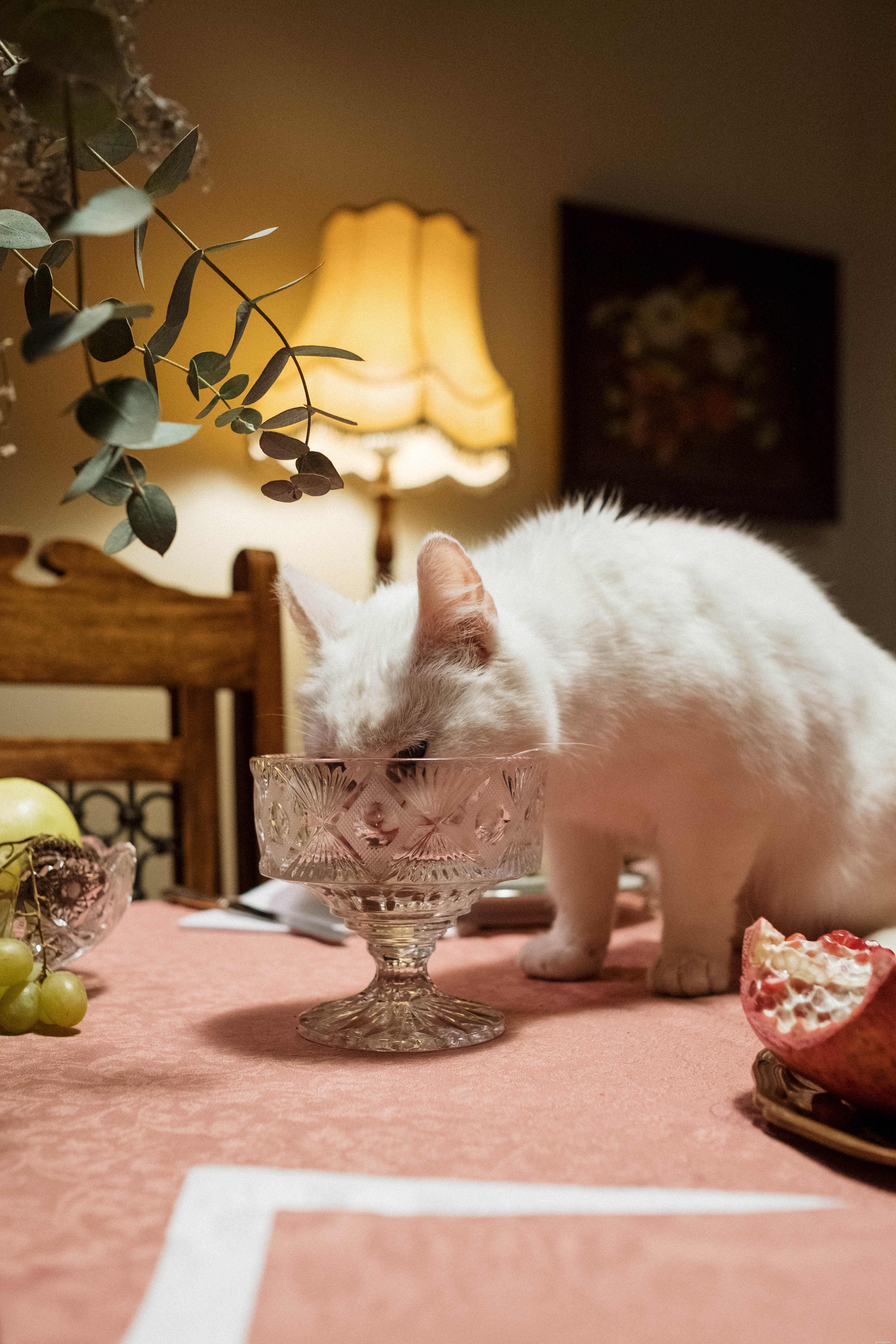 Essential Guide to Cat Care: Tips for Healthy, Happy Felines