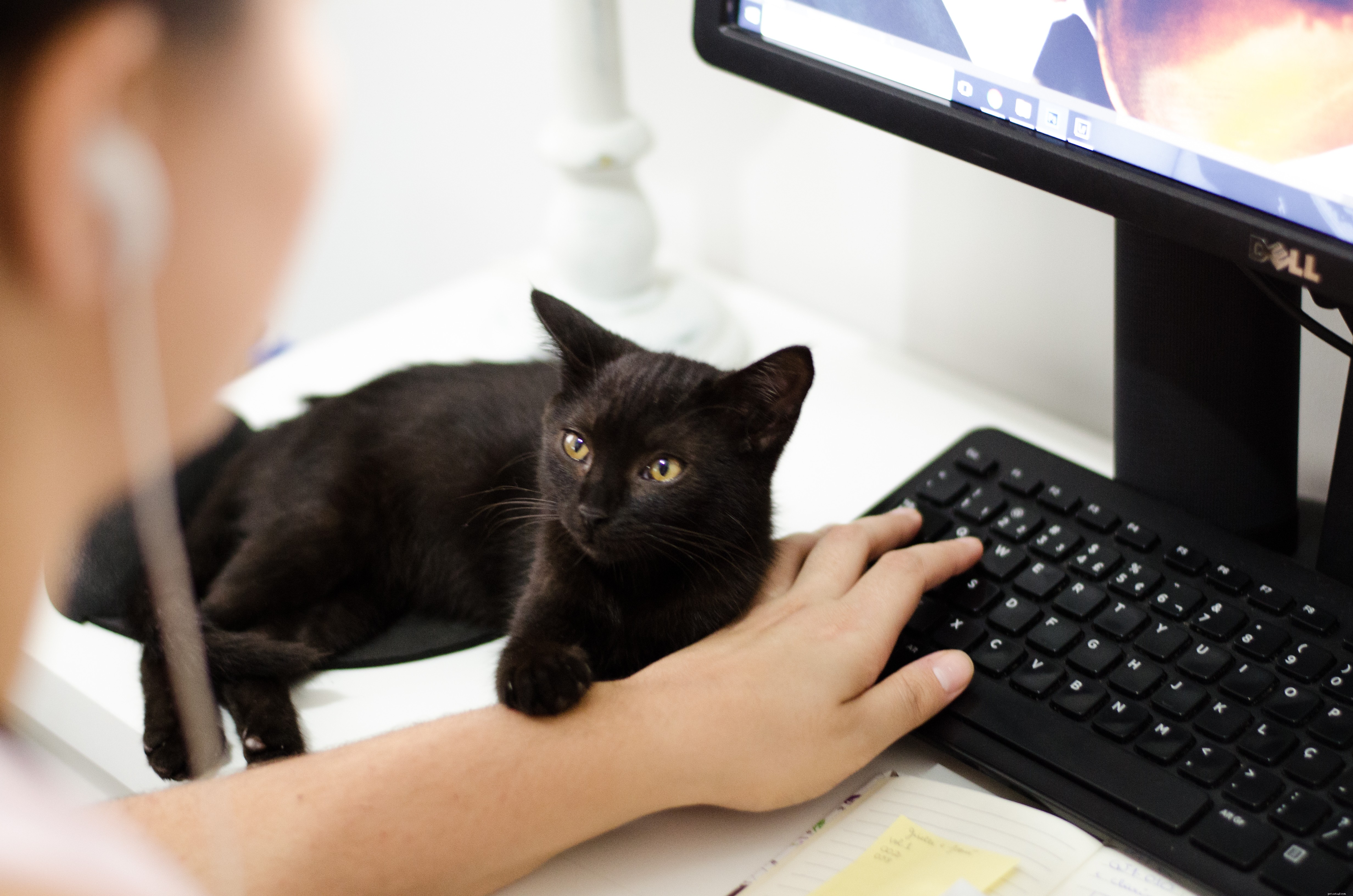 Essential Cat Toilet Tips: Choosing the Right Litter Box for Your Feline