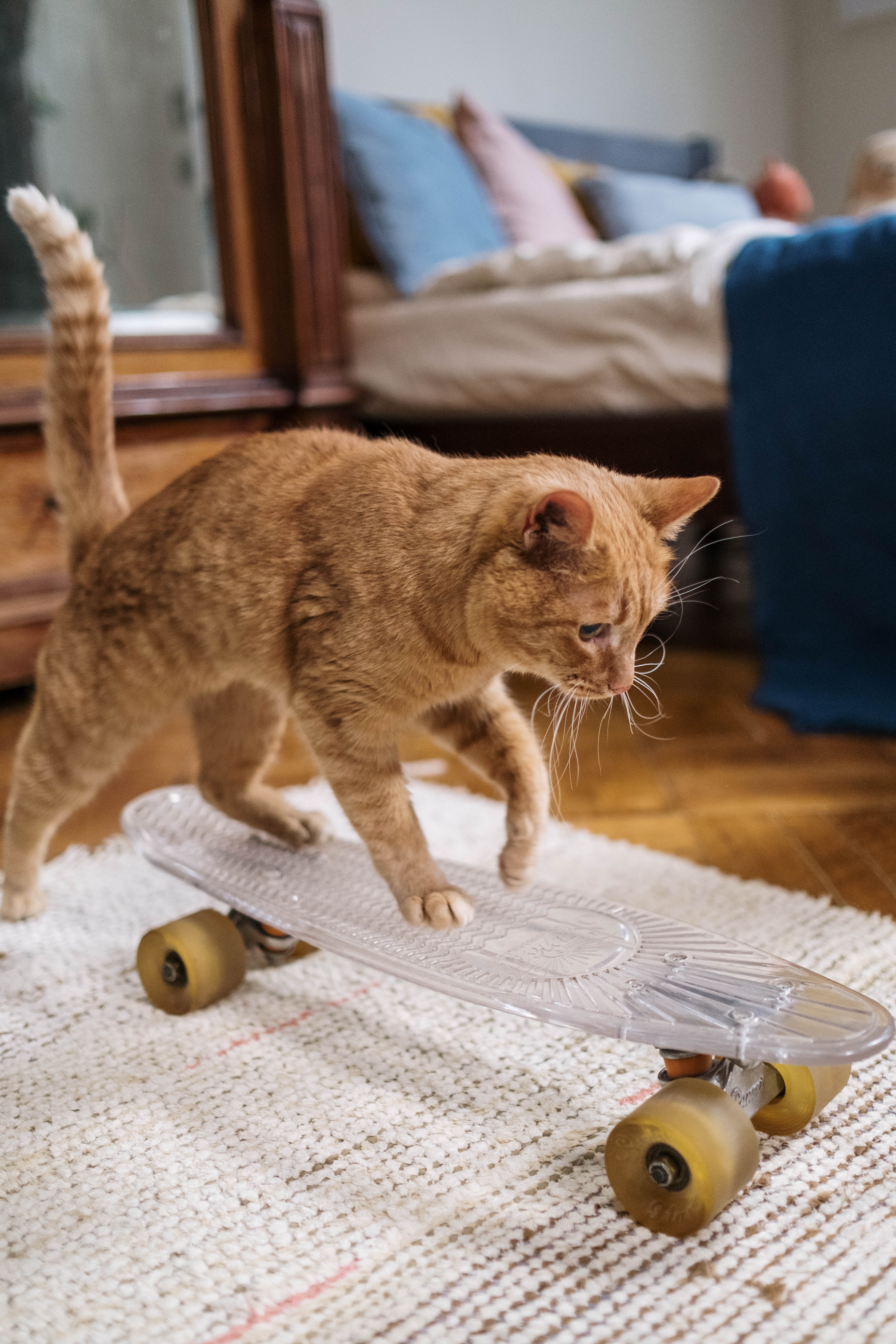 How to Play and Communicate with Your Cat: Expert Tips