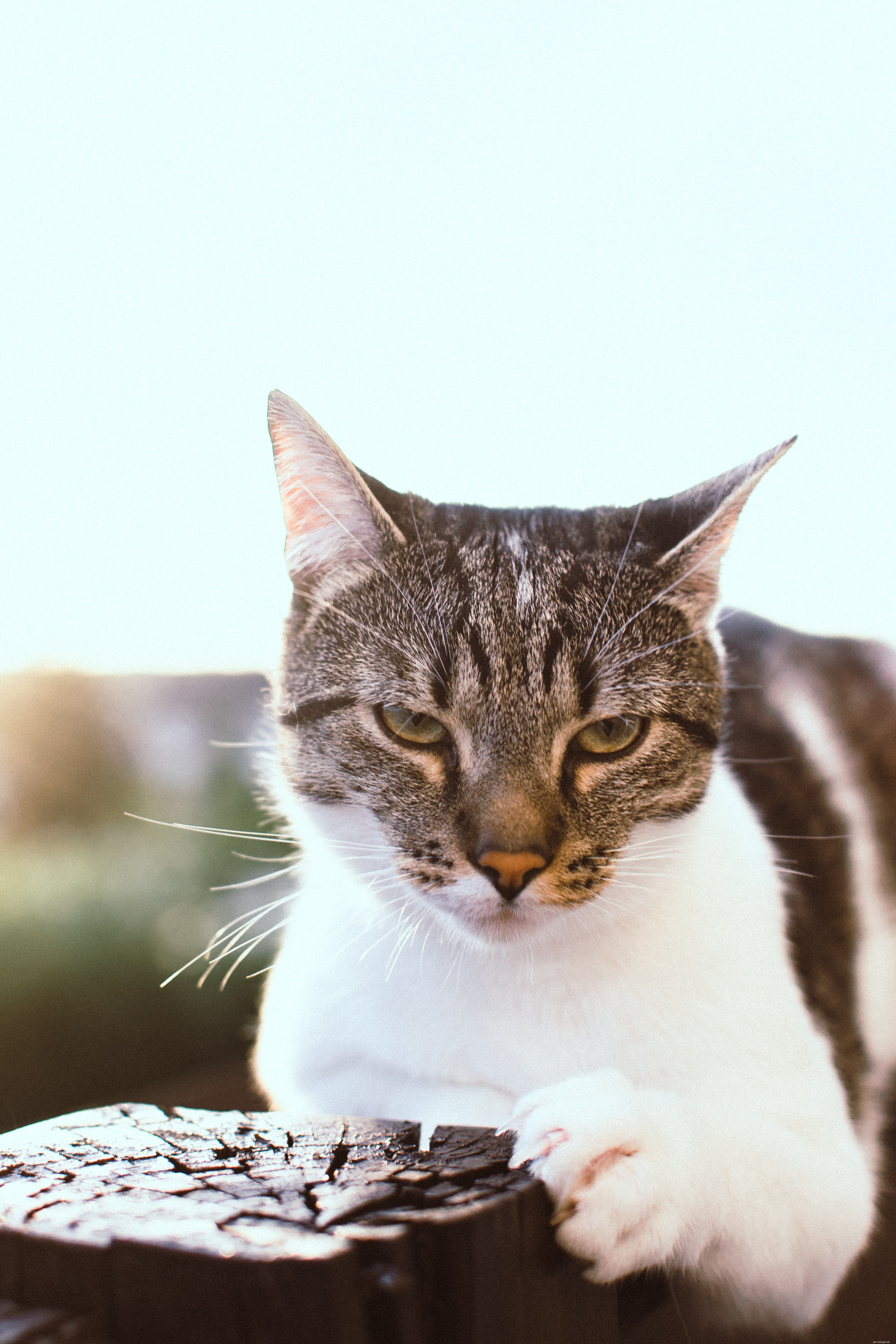 Essential Guide to Cat Nail Care: Tips, Tools, and Trimming Techniques