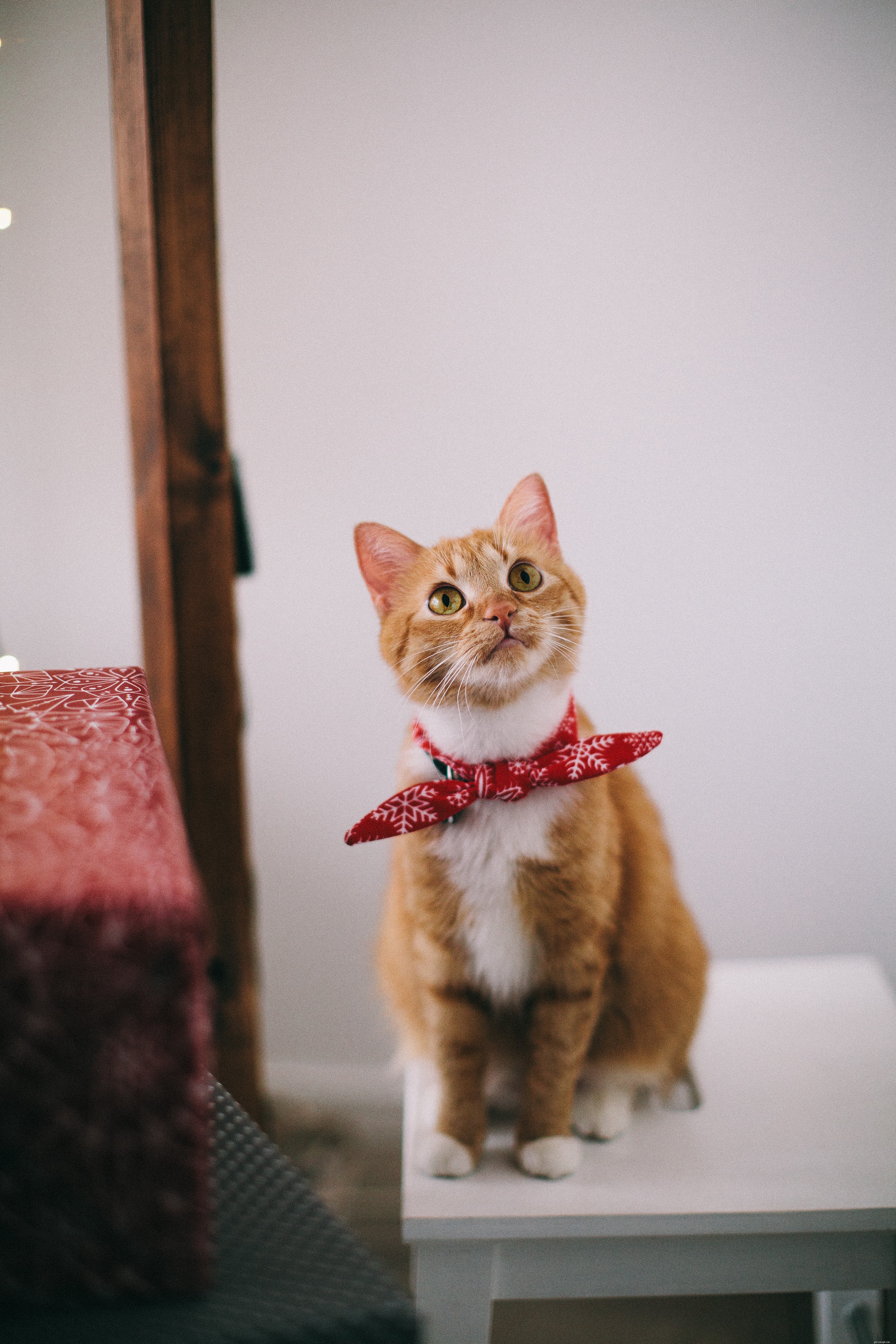 Essential Guide to Cat Nail Care: Tips, Tools, and Trimming Techniques