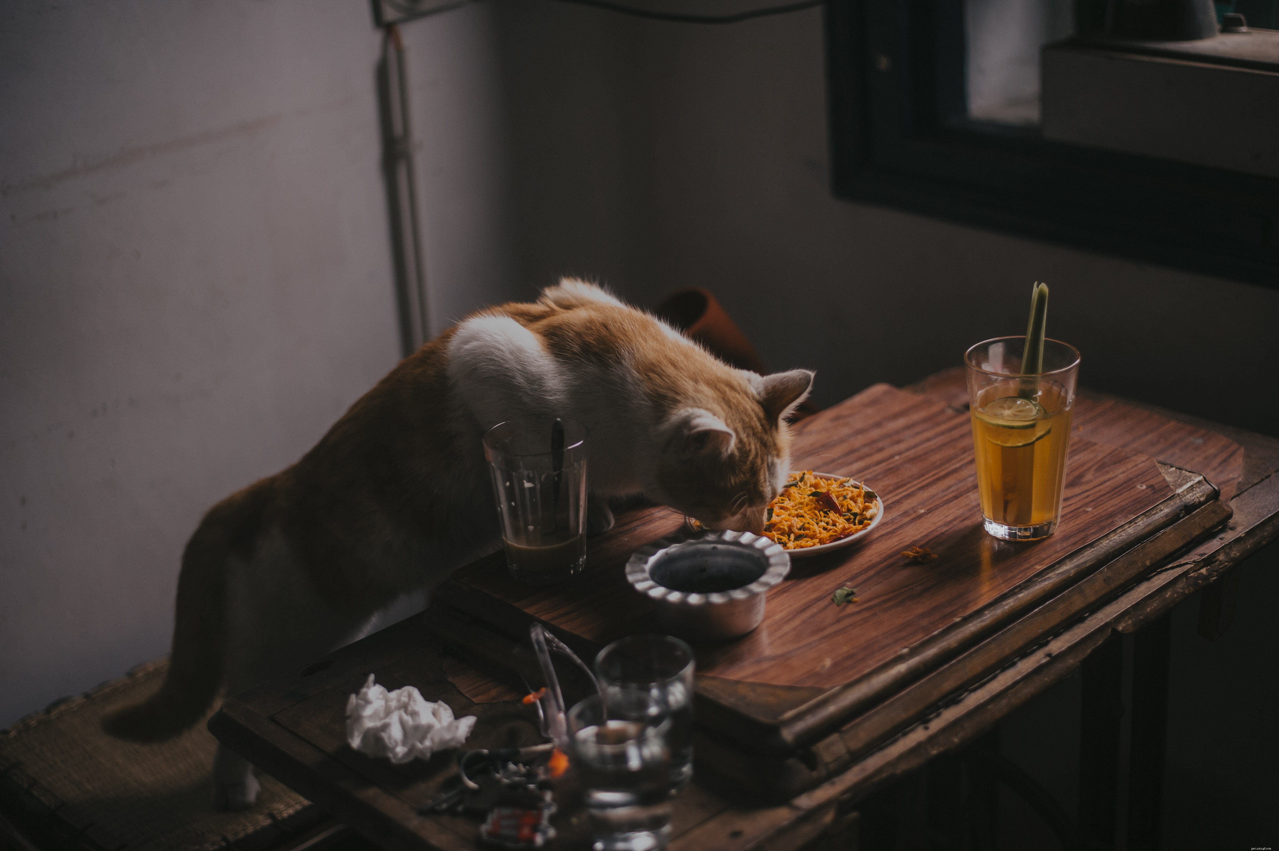 Expert Cat Nutrition Guide: Healthy Feeding Tips for Vibrant Coats and Bright Eyes