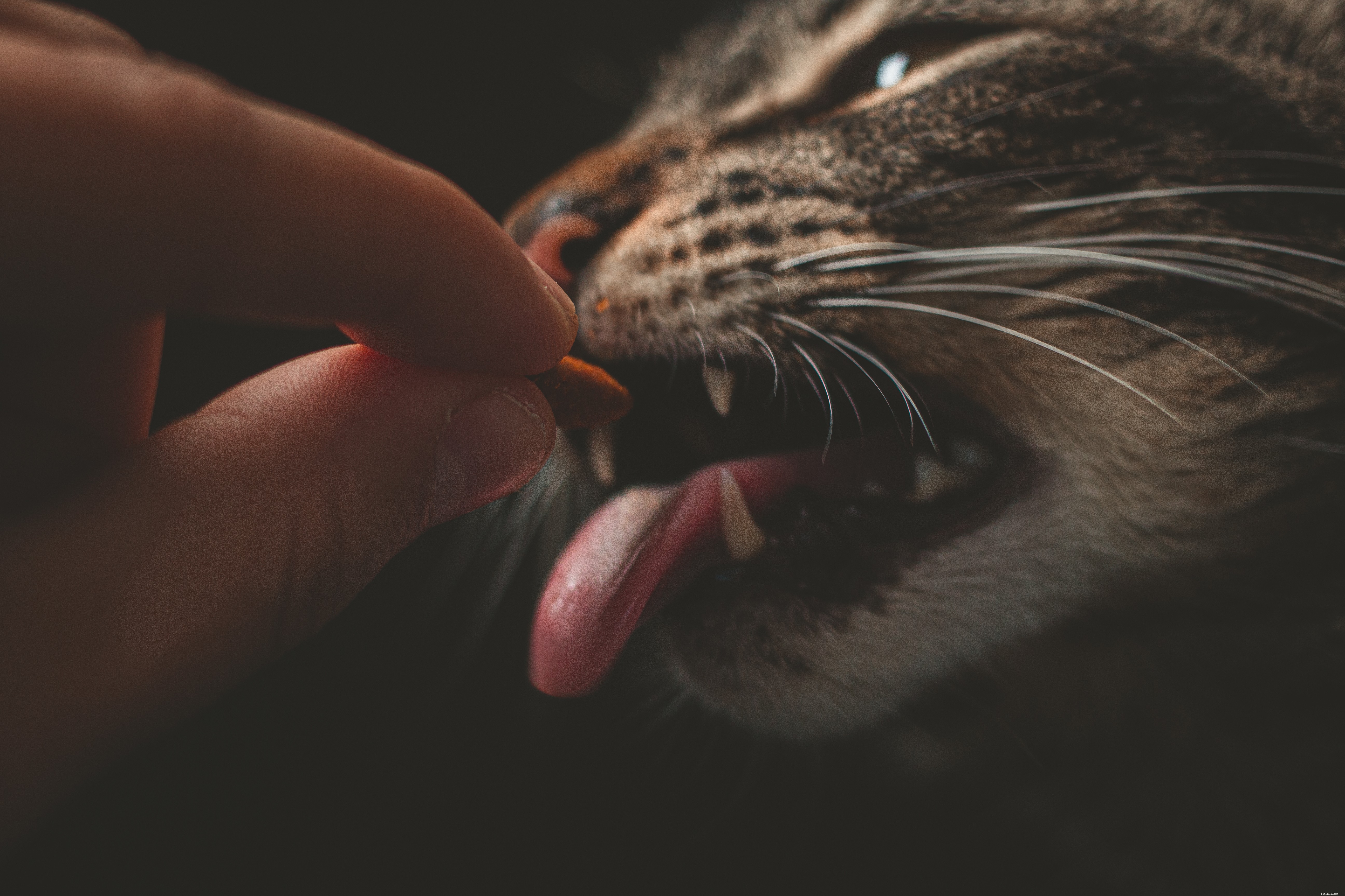 Expert Cat Nutrition Guide: Healthy Feeding Tips for Vibrant Coats and Bright Eyes