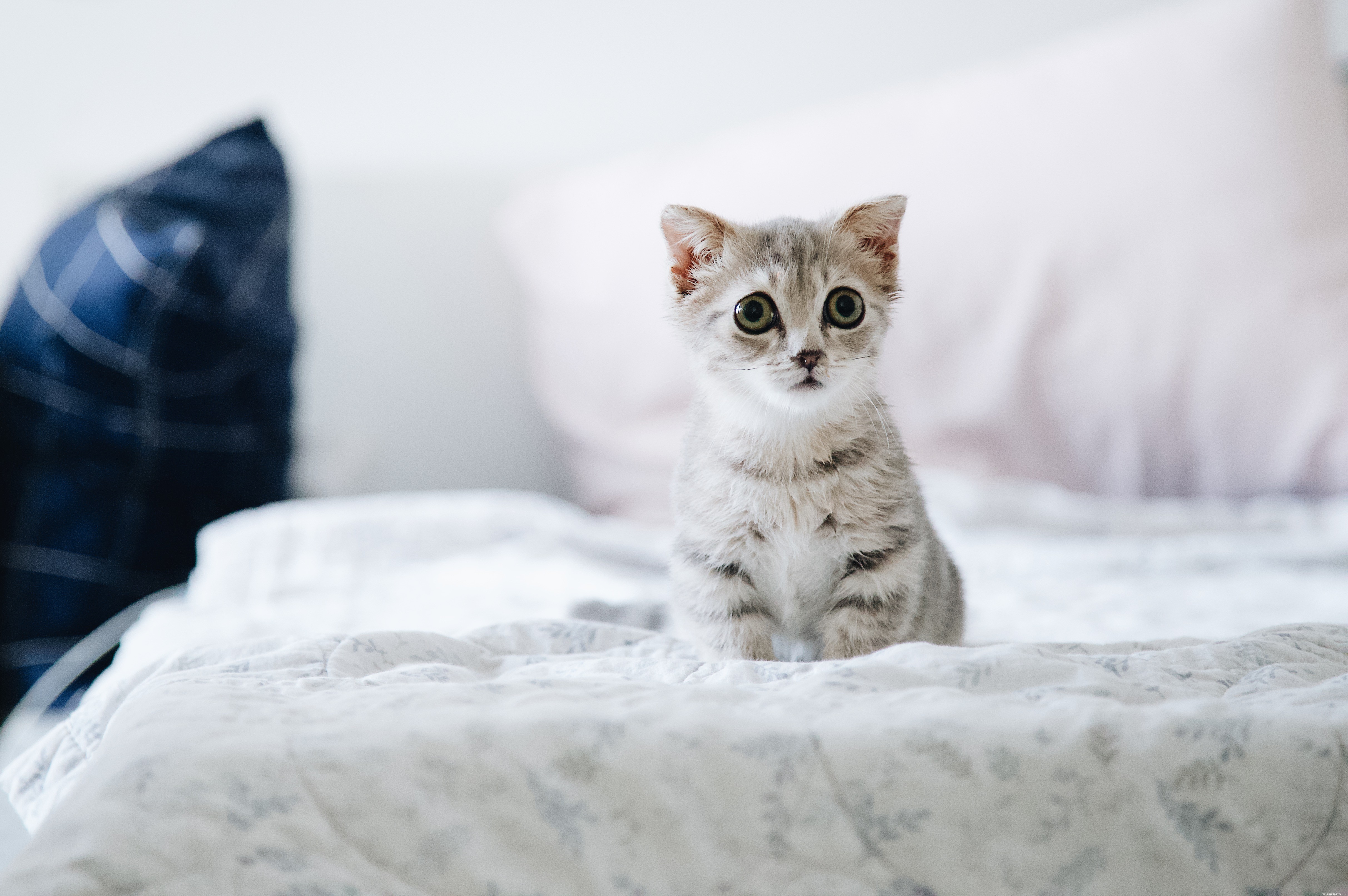 Expert Guide to Raising Healthy, Well-Behaved Cats