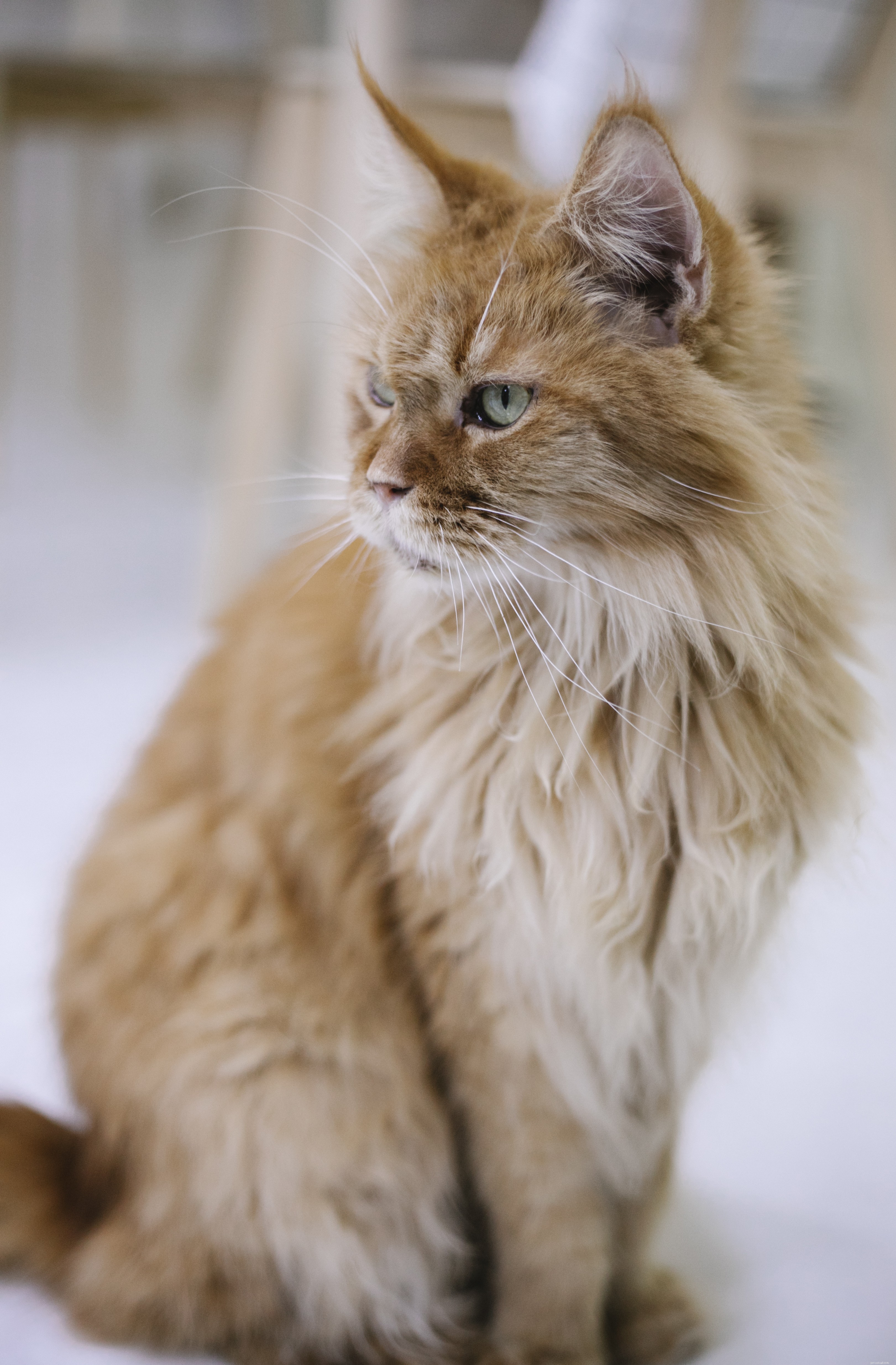 The 5 Most Popular Cat Breeds in the U.S. – A Trusted Guide