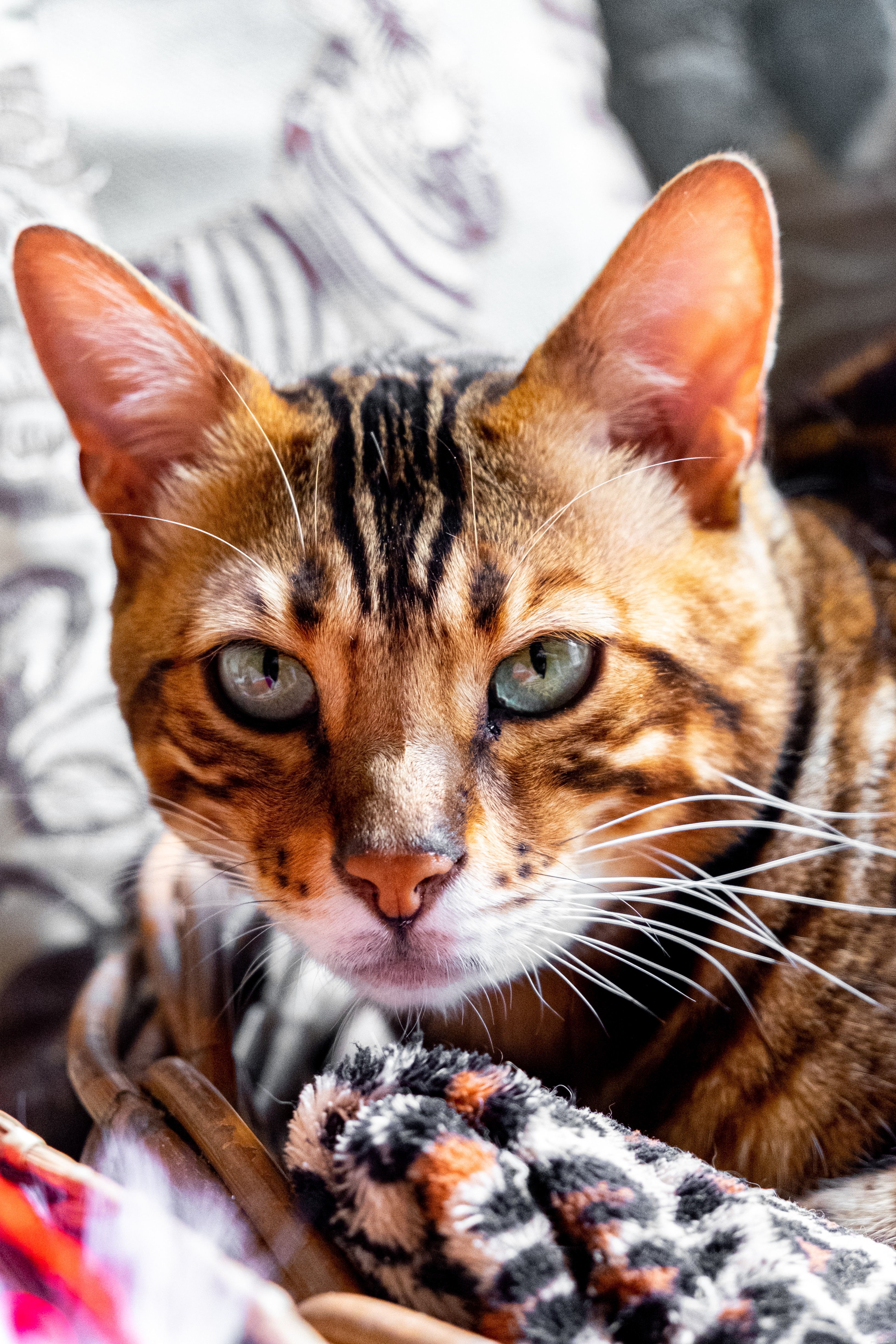 The 5 Most Popular Cat Breeds in the U.S. – A Trusted Guide