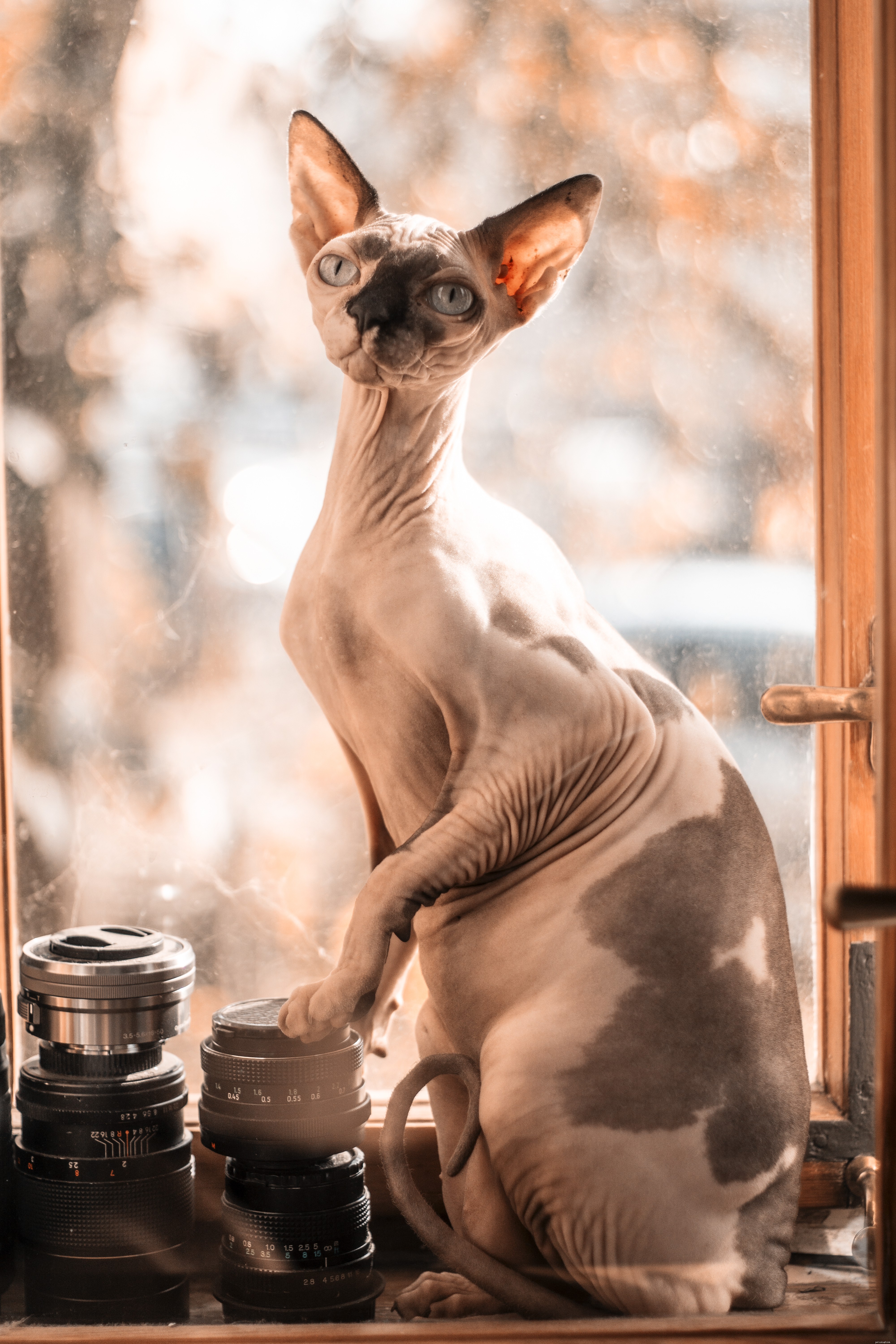 The 5 Most Popular Cat Breeds in the U.S. – A Trusted Guide