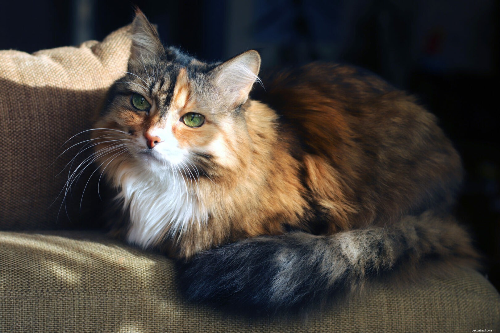 Early Warning Signs Your Cat Is Losing Hearing