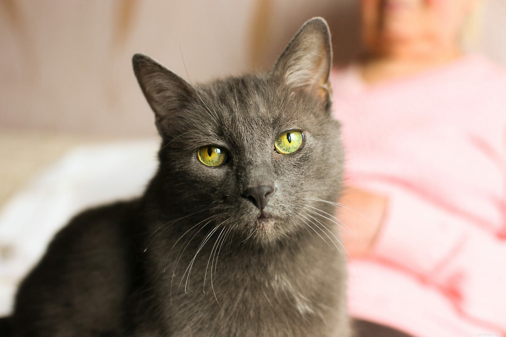 Early Warning Signs Your Cat Is Losing Hearing