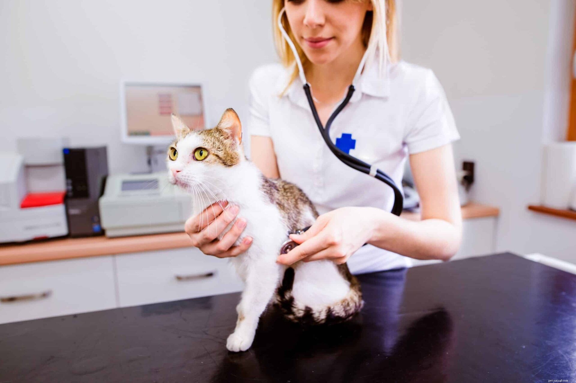 Why Is My Male Cat Not Urinating? Signs, Causes & What to Do