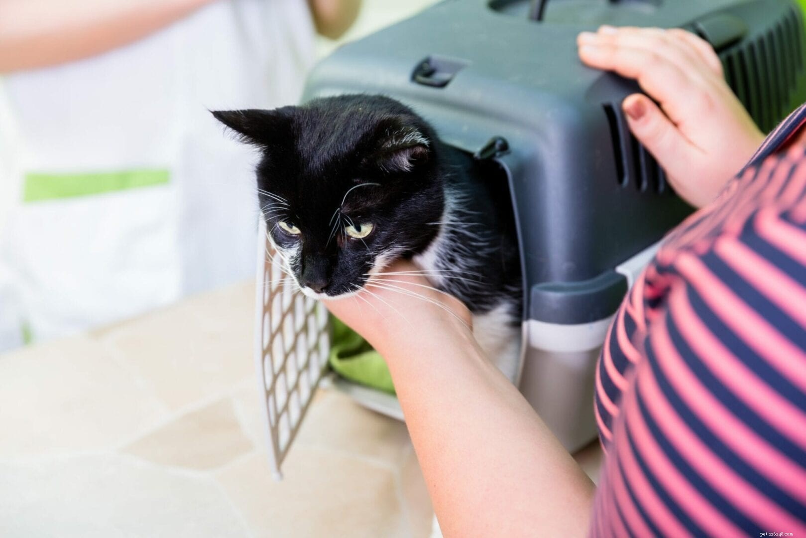 Why Is My Male Cat Not Urinating? Signs, Causes & What to Do