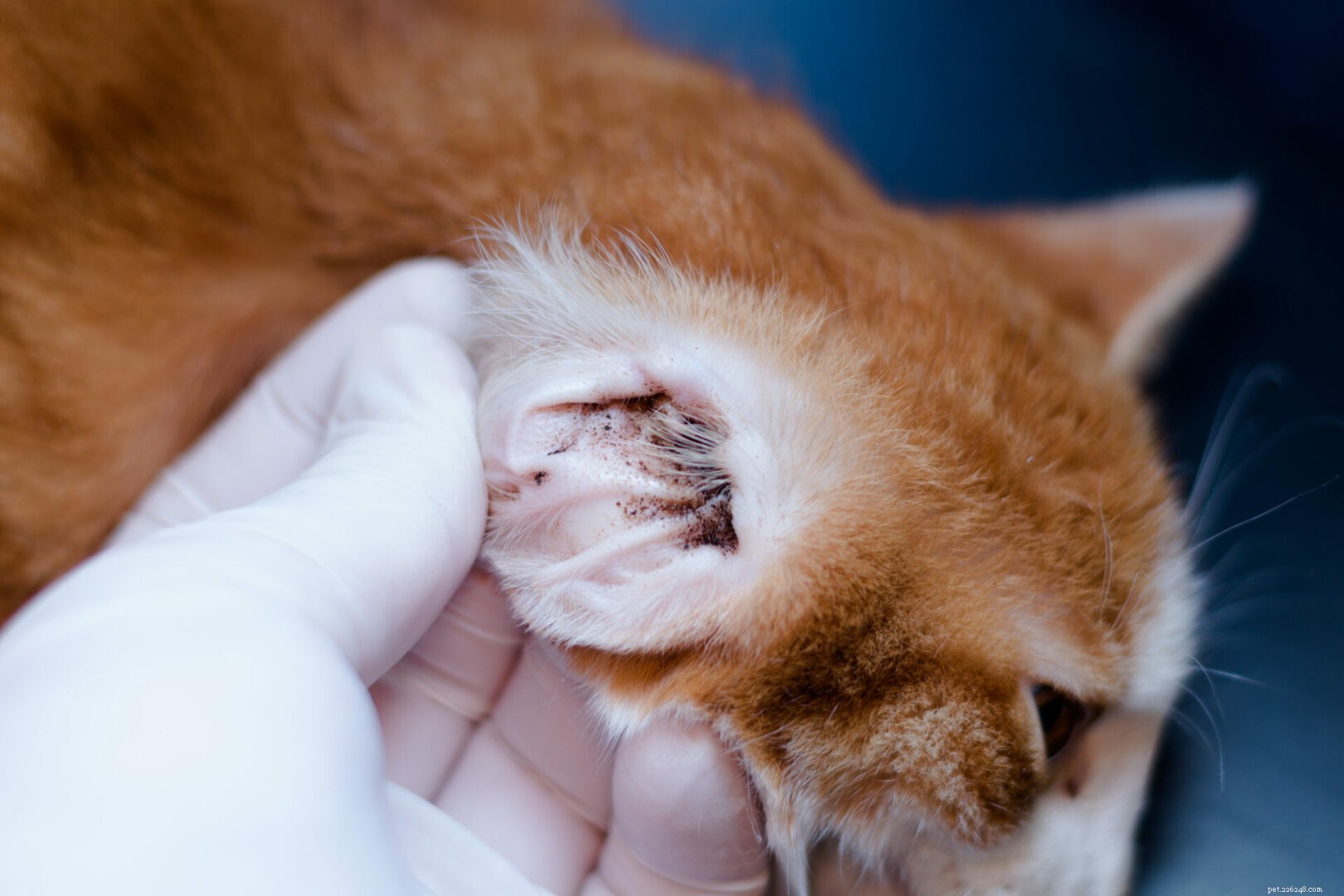 Understanding Cat Ear Mites: Symptoms, Causes, and Effective Treatments