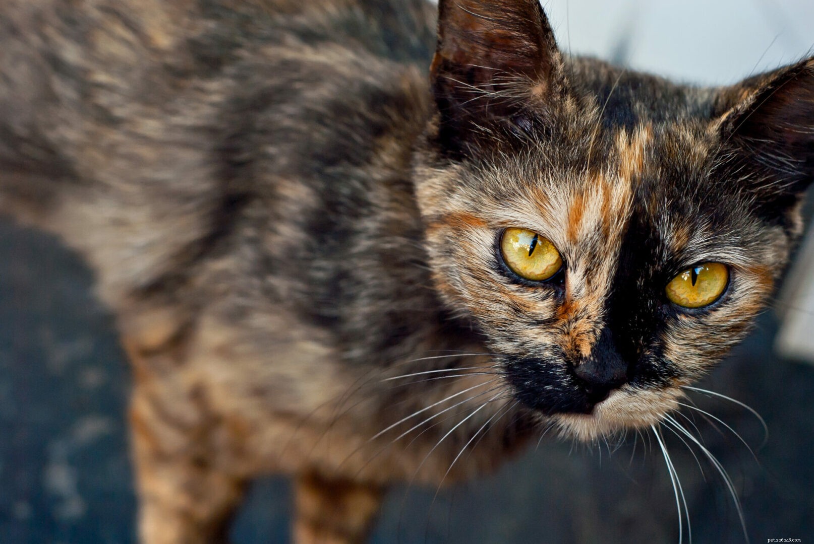 Cat Weight Loss: Early Signs, Causes, and Prevention Strategies