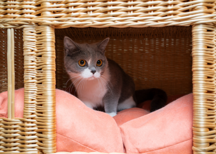 Understanding Why Your Cat Is Farting: Causes and What to Do