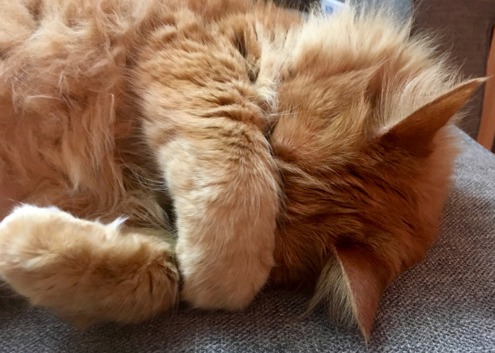 Understanding Why Your Cat Is Farting: Causes and What to Do