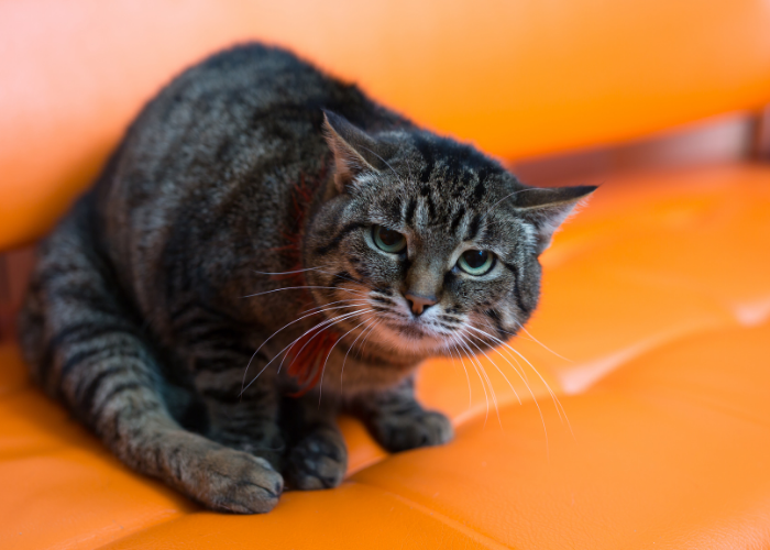 Understanding Why Your Cat Is Farting: Causes and What to Do