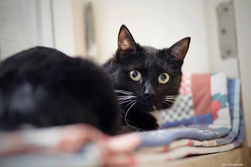 Understanding Why Your Cat Is Farting: Causes and What to Do