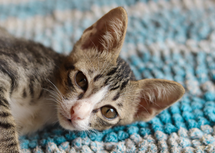 Understanding Why Your Cat Is Farting: Causes and What to Do