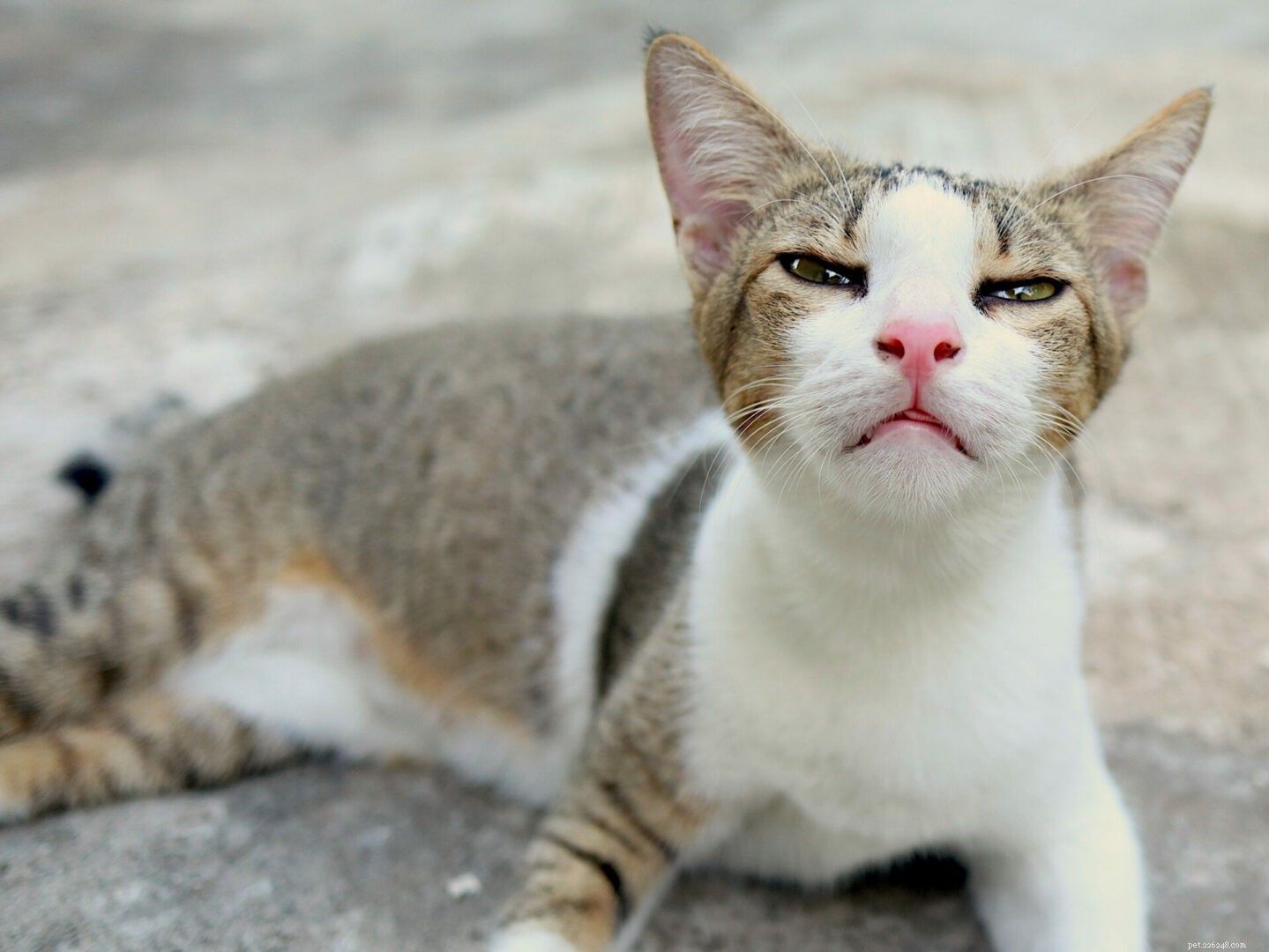 COPD in Cats: A Comprehensive Guide to Chronic Obstructive Pulmonary Disease