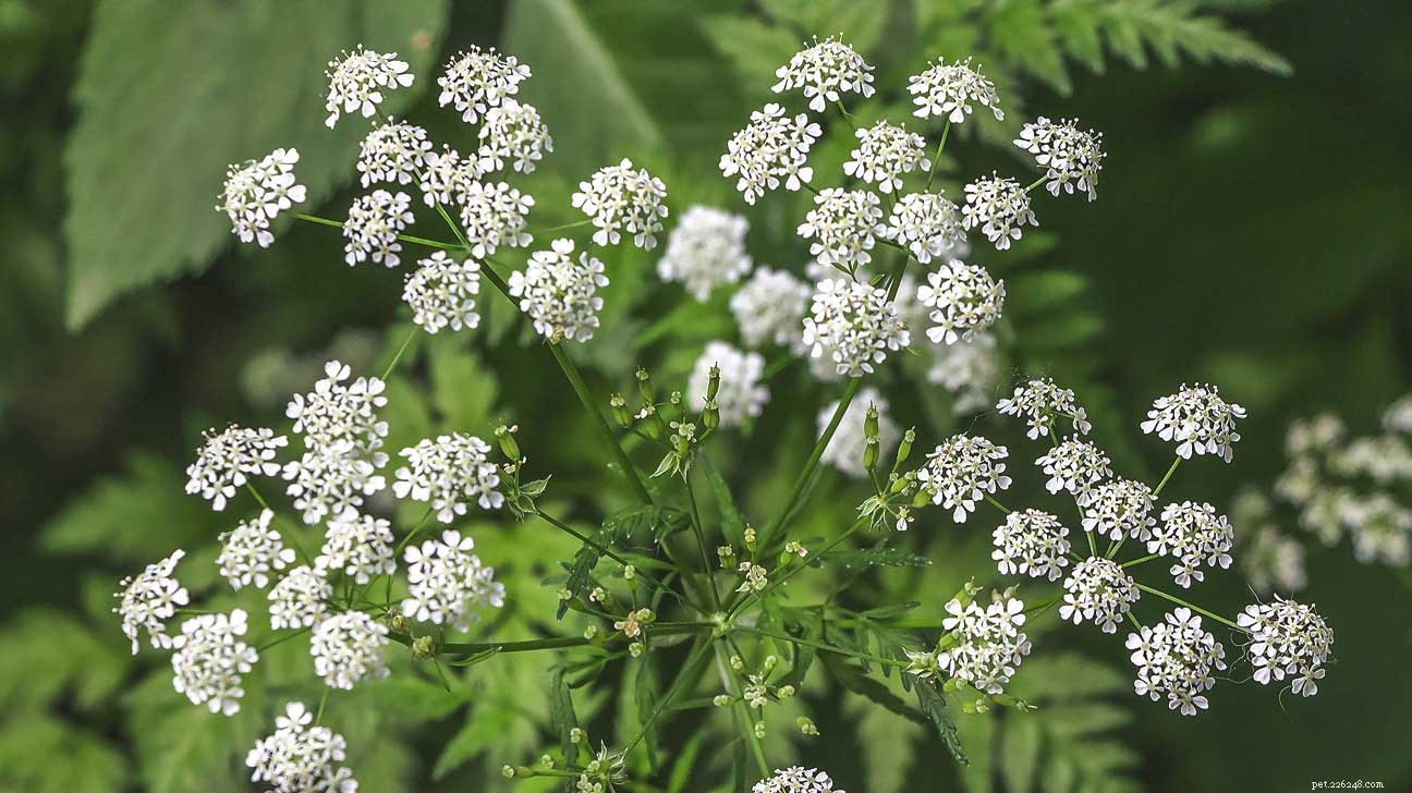 Poison Hemlock’s Invasive Spread Threatens U.S. Ecosystems and Pet Safety