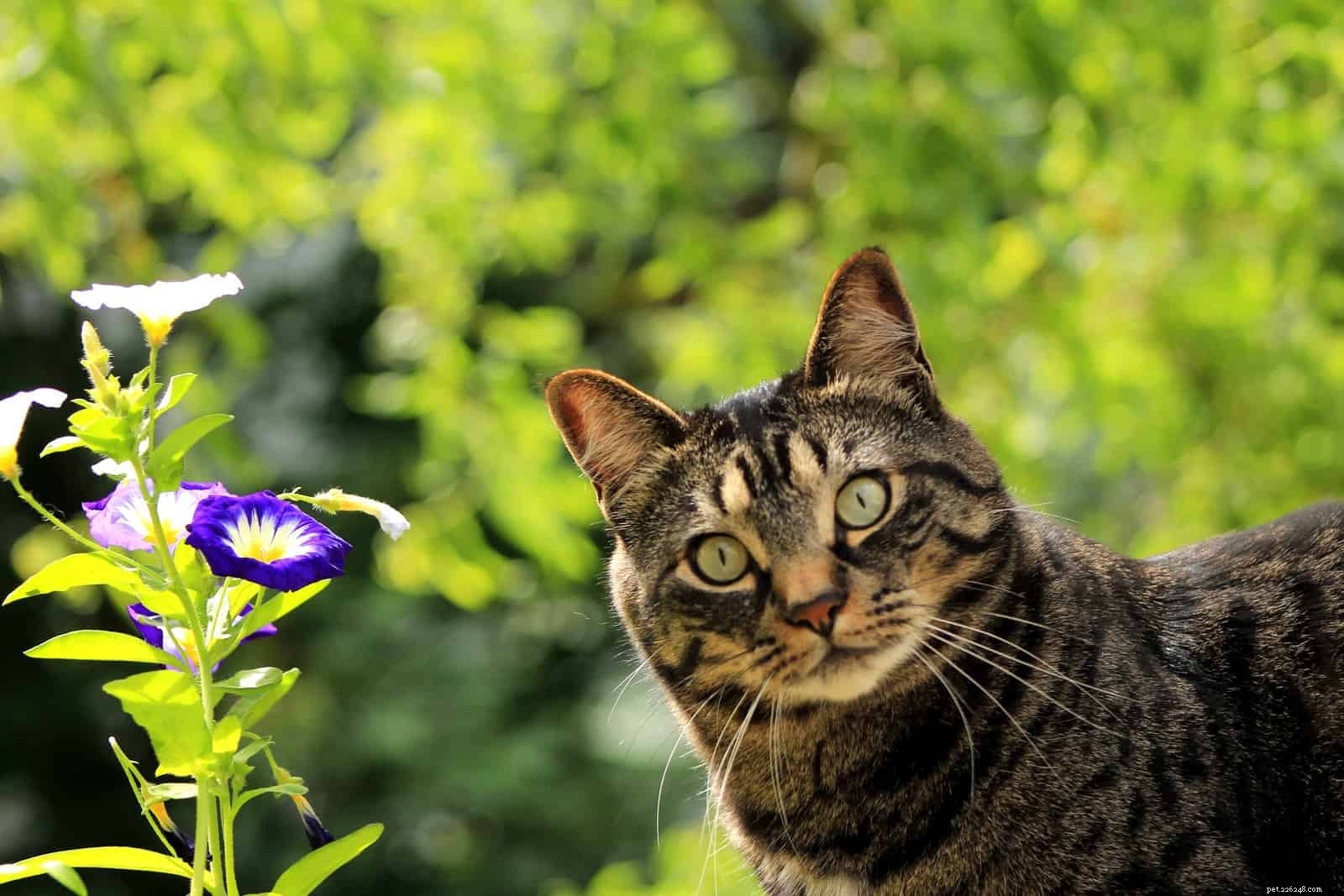 Poison Hemlock’s Invasive Spread Threatens U.S. Ecosystems and Pet Safety