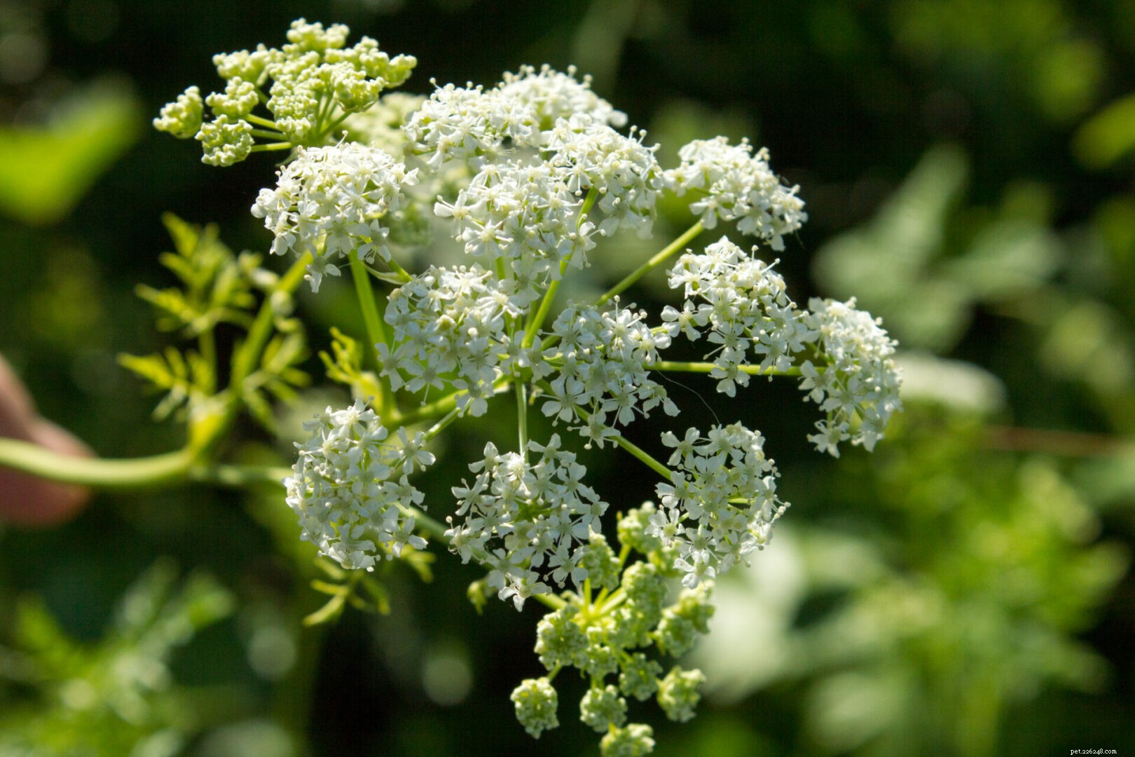 Poison Hemlock’s Invasive Spread Threatens U.S. Ecosystems and Pet Safety