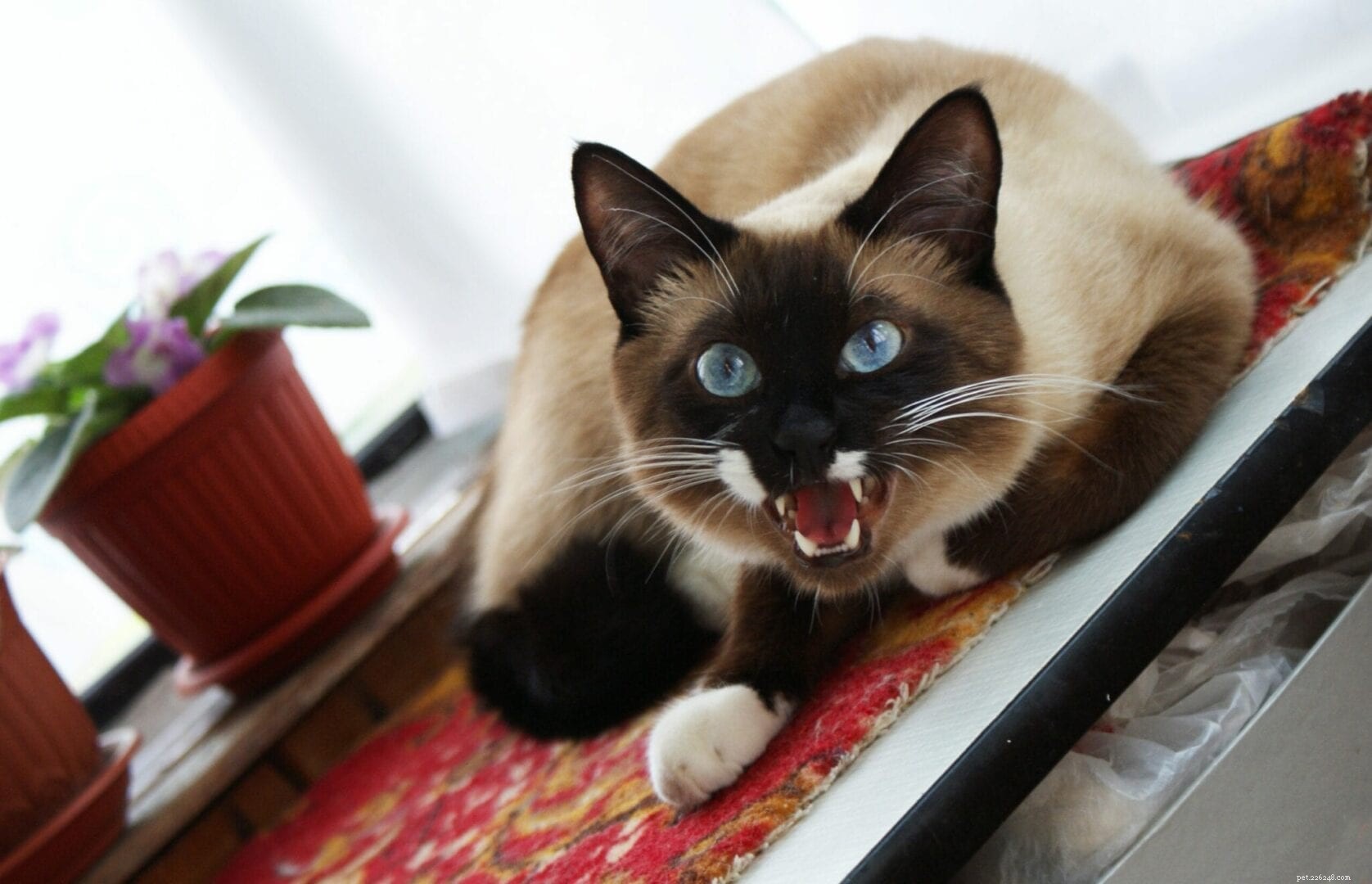 How to Spot When Your Cat Is in Heat: Essential Signs & Tips