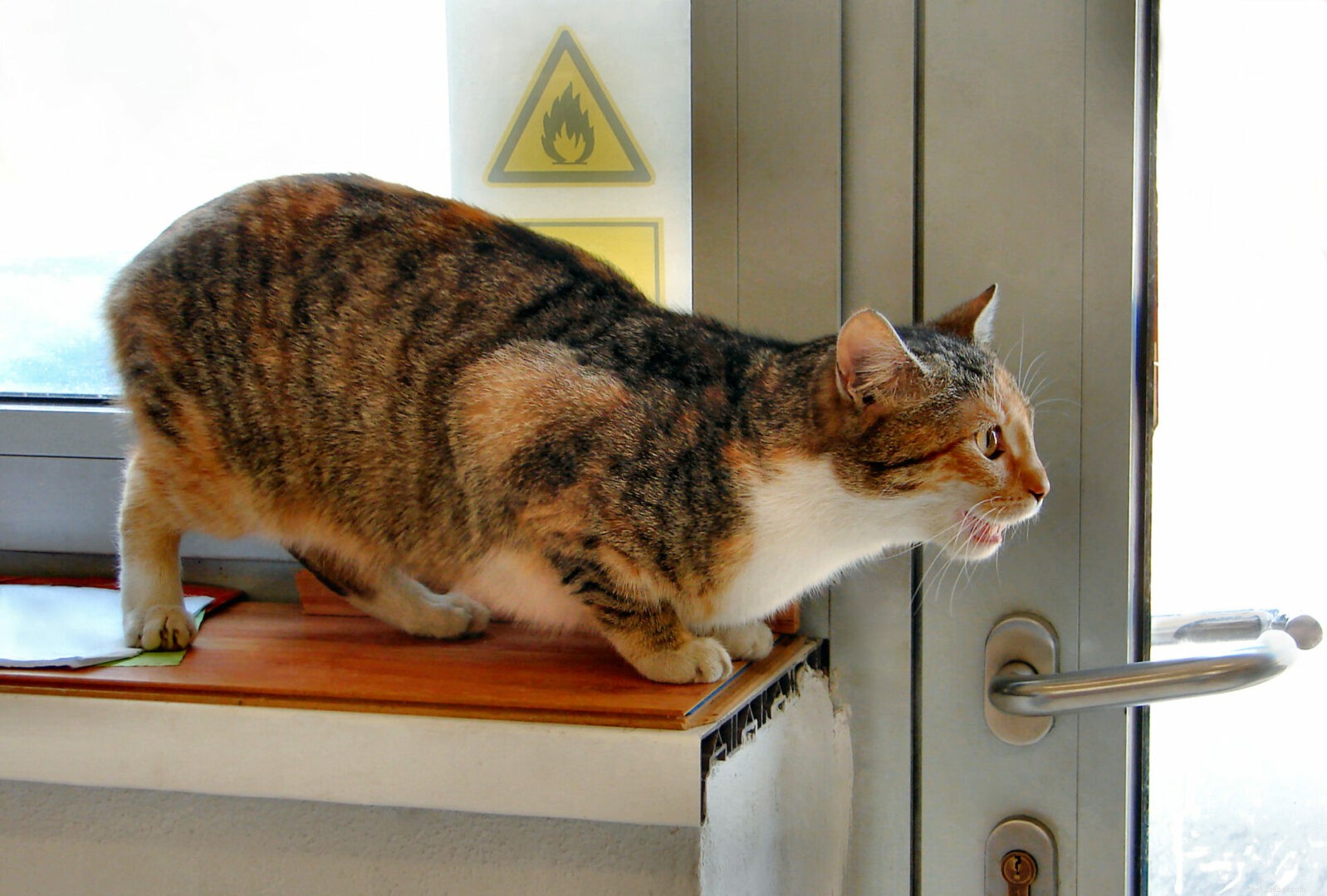 How to Spot When Your Cat Is in Heat: Essential Signs & Tips