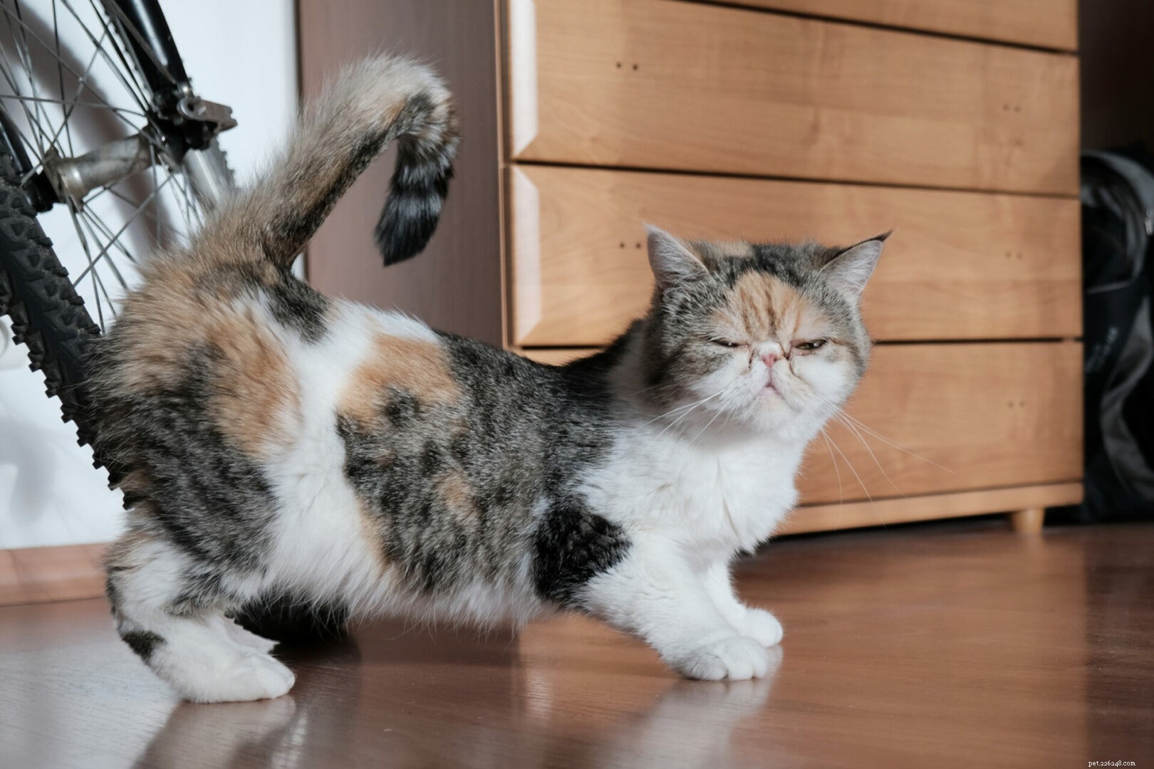 How to Spot When Your Cat Is in Heat: Essential Signs & Tips