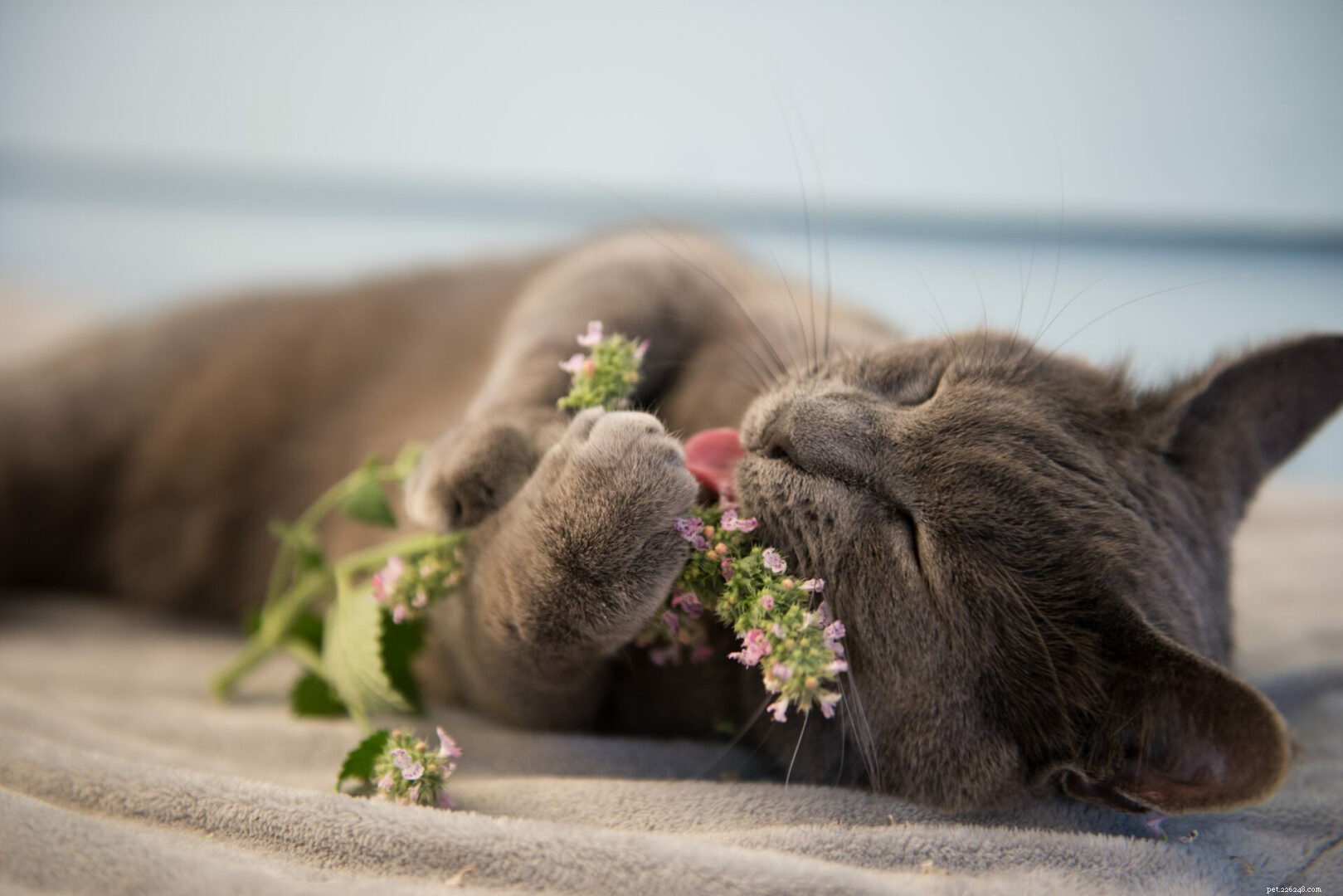 Can Cats Safely Consume Catnip? What You Need to Know