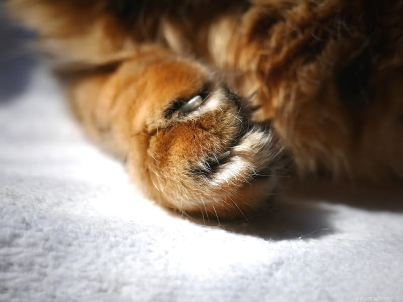 Michigan Introduces Bill to Ban Cat Declawing: Protecting Animal Welfare