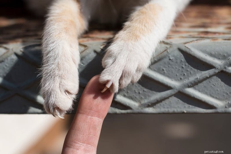 Michigan Introduces Bill to Ban Cat Declawing: Protecting Animal Welfare