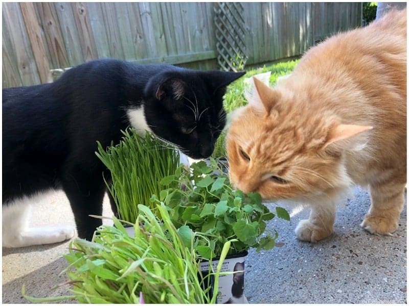 Catnip Explained: Why Some Cats Love It While Others Show No Interest