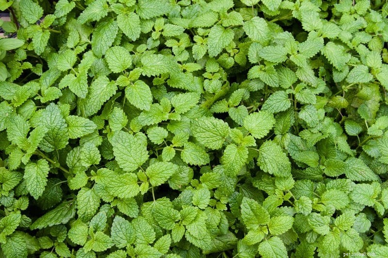 Catnip Explained: Why Some Cats Love It While Others Show No Interest