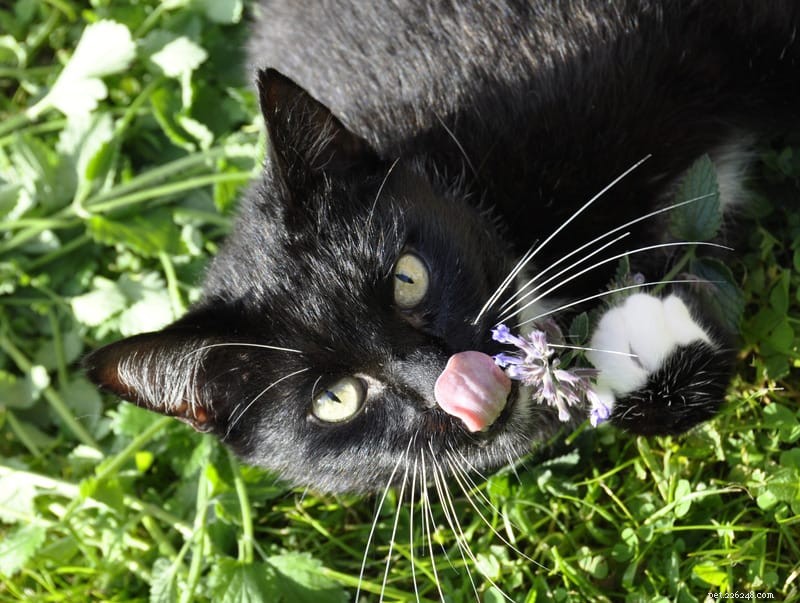 Catnip Explained: Why Some Cats Love It While Others Show No Interest