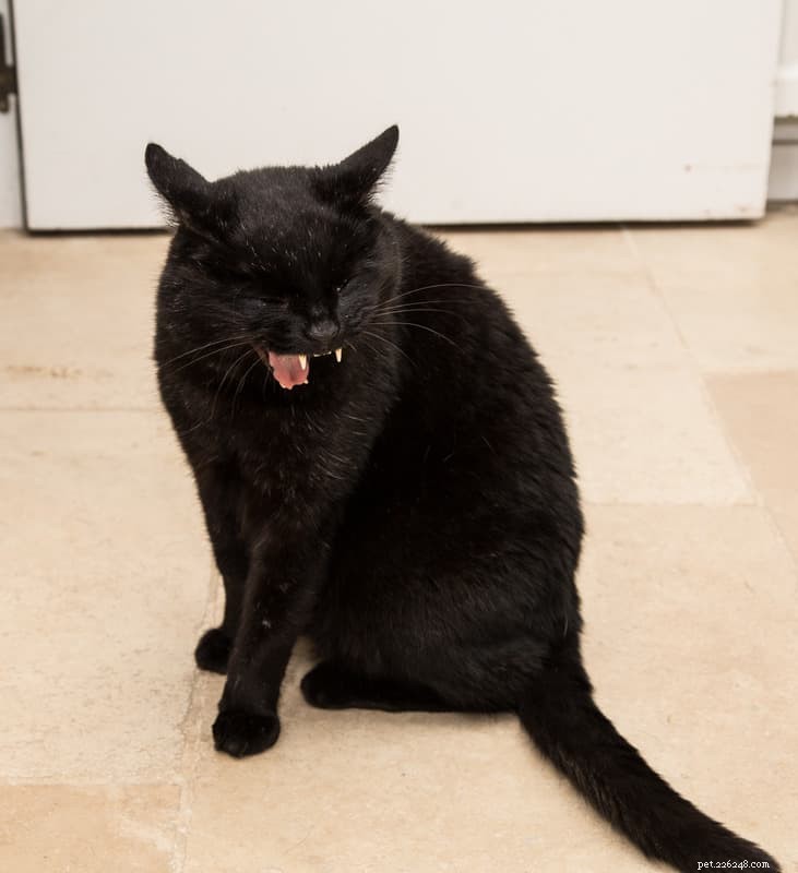 Cat Colds & Upper Respiratory Infections: Key Signs, Causes, and Treatment Tips