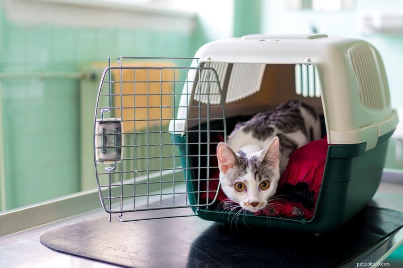 Cat Urinary Tract Infections: Signs, Symptoms & How to Help Your Feline