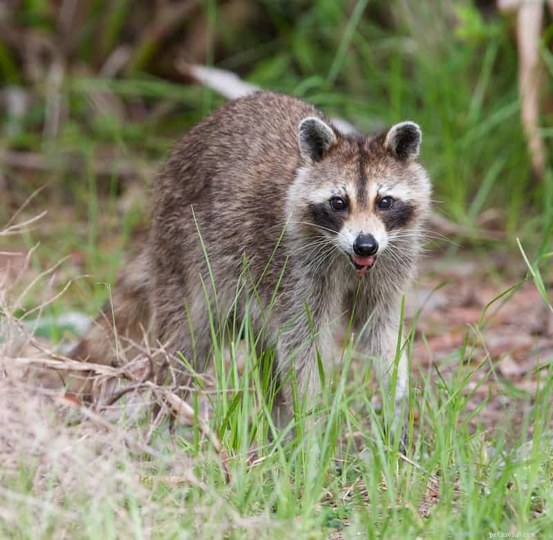 Illinois Mandates Rabies Vaccination for All Cats Under New Law