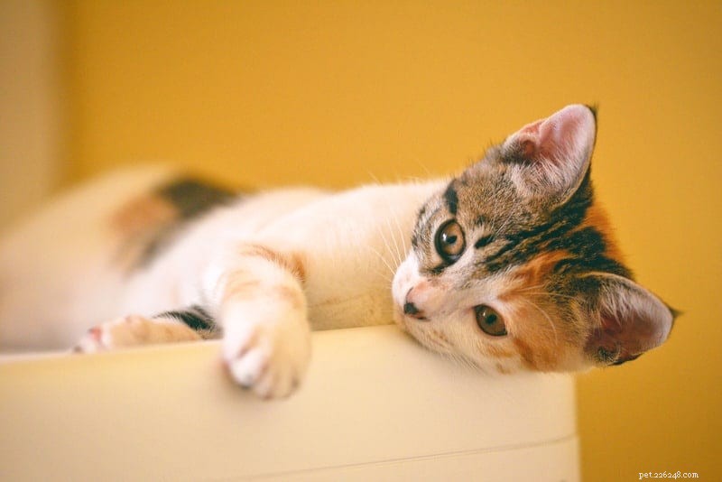 Illinois Mandates Rabies Vaccination for All Cats Under New Law