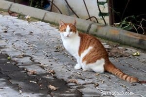 Illinois Mandates Rabies Vaccination for All Cats Under New Law