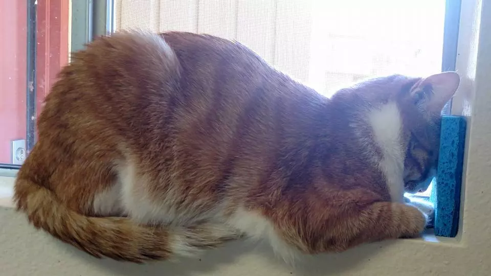 Head-Pressing in Cats: Signs of Serious Illness Every Owner Must Know