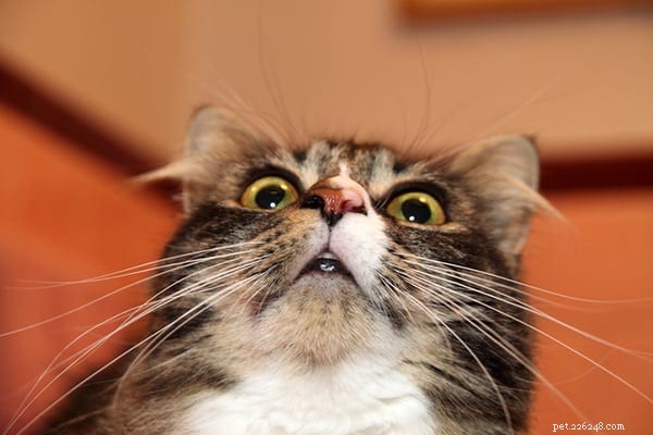Understanding and Treating Cat Acne: Causes, Symptoms, and Solutions