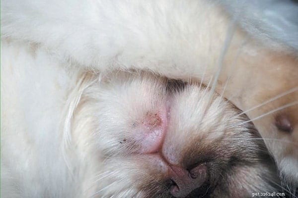 Understanding and Treating Cat Acne: Causes, Symptoms, and Solutions