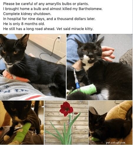 How One Cat Owner’s Loss Is Inspiring a Campaign to Protect Cats from Toxic Plants