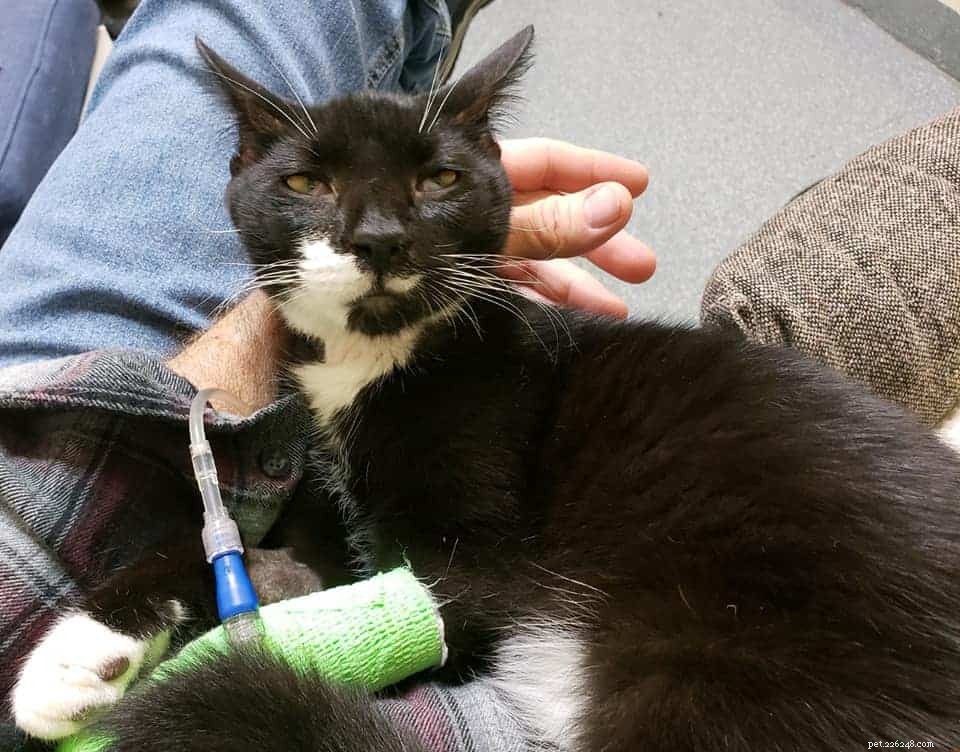 How One Cat Owner’s Loss Is Inspiring a Campaign to Protect Cats from Toxic Plants